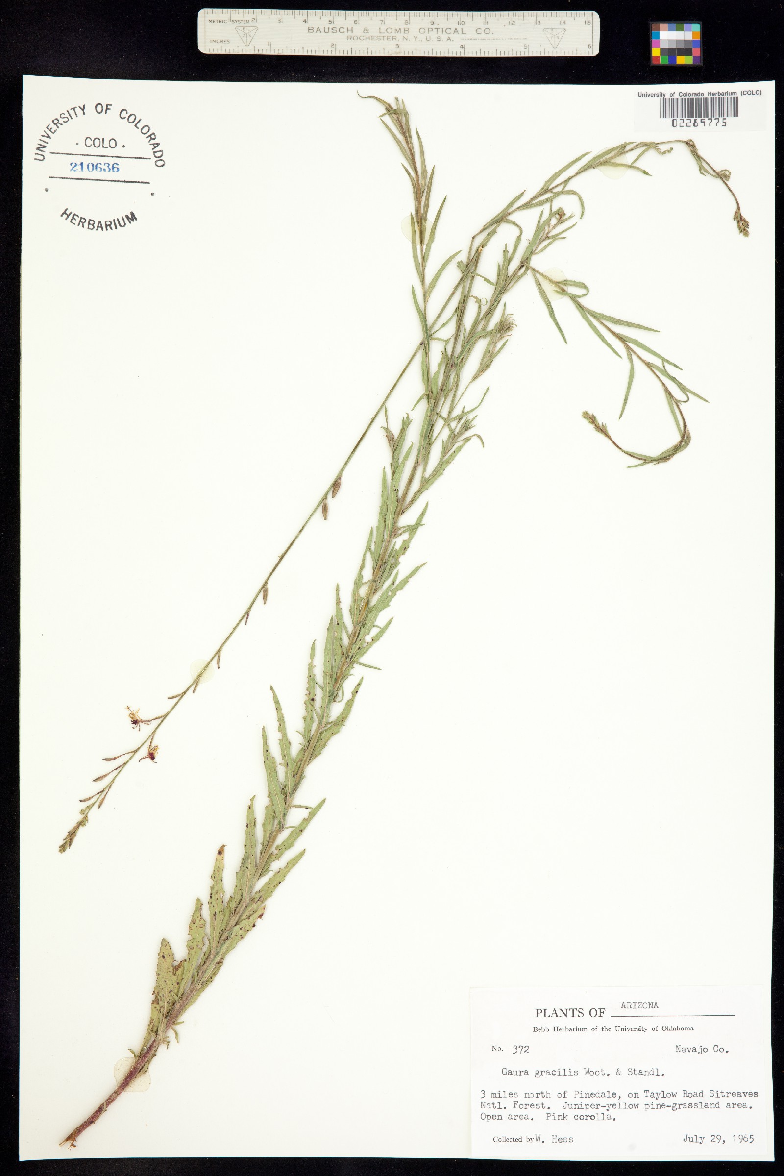 Oenothera hexandra ssp. hexandra image