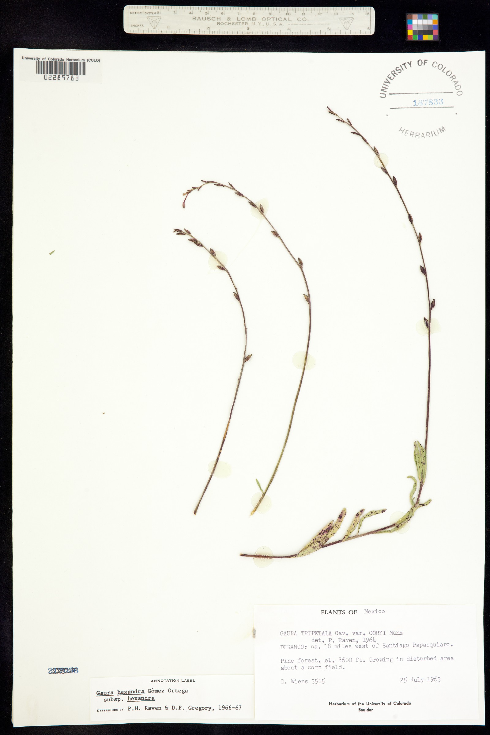 Oenothera hexandra ssp. hexandra image