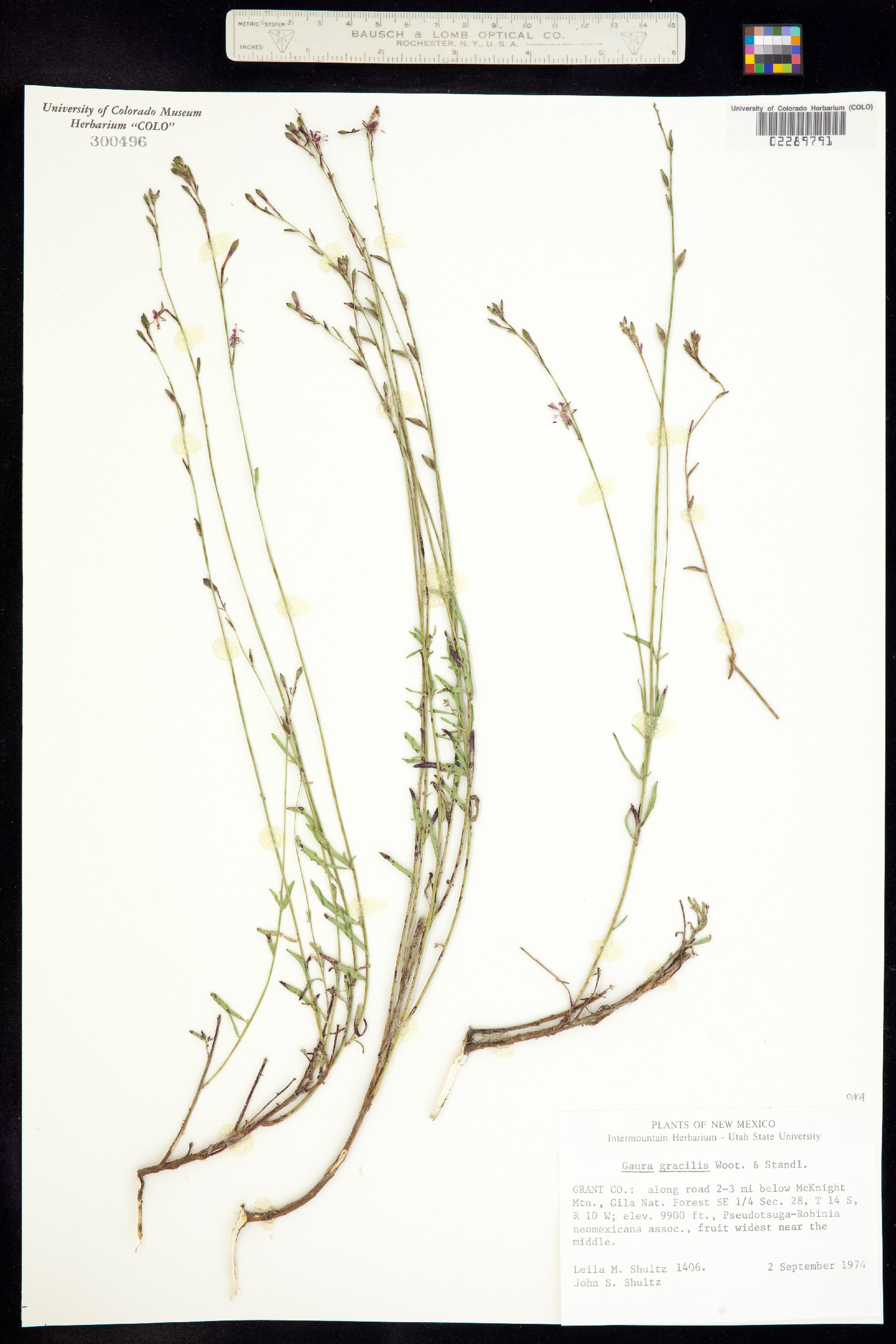 Oenothera hexandra ssp. hexandra image