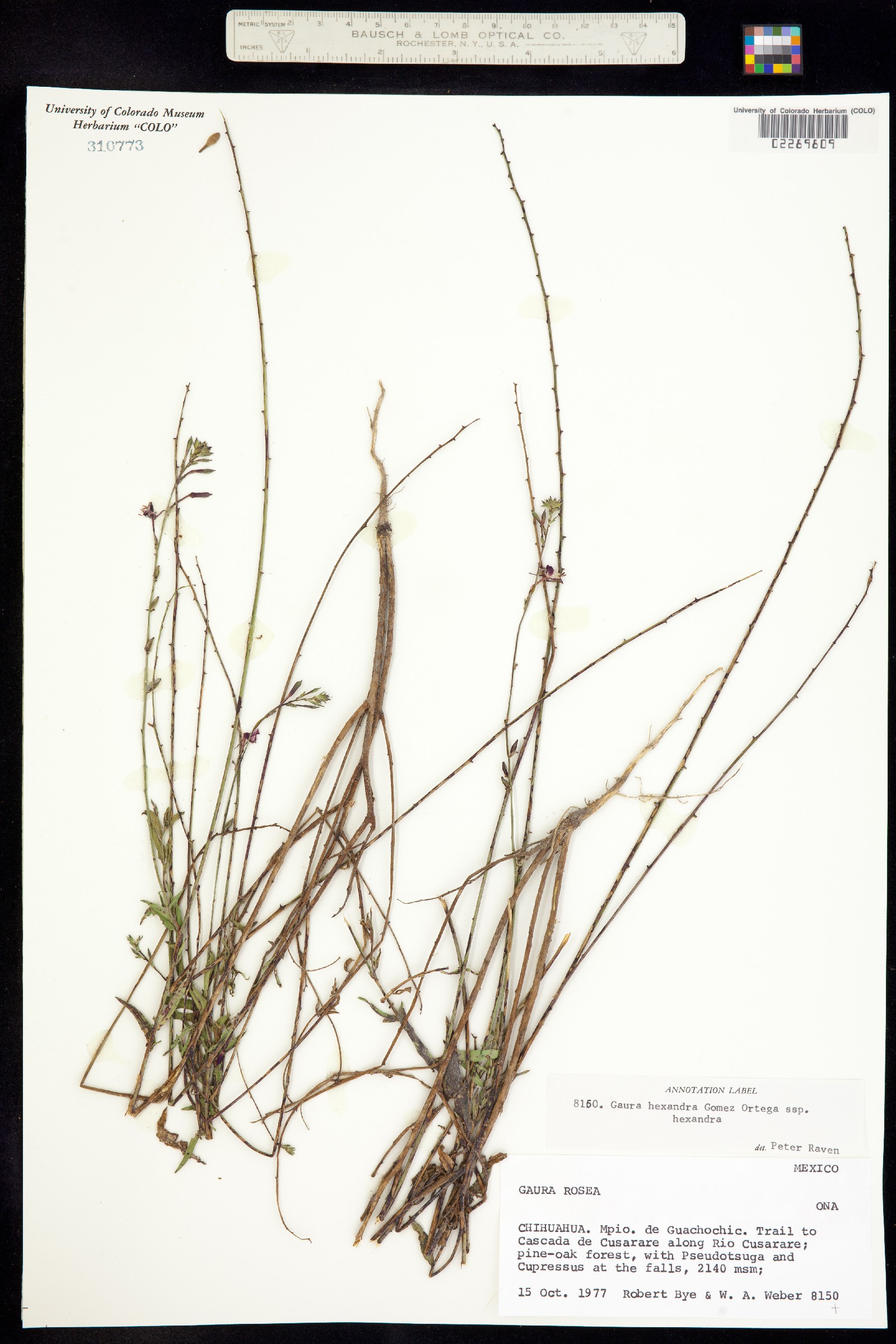 Oenothera hexandra ssp. hexandra image