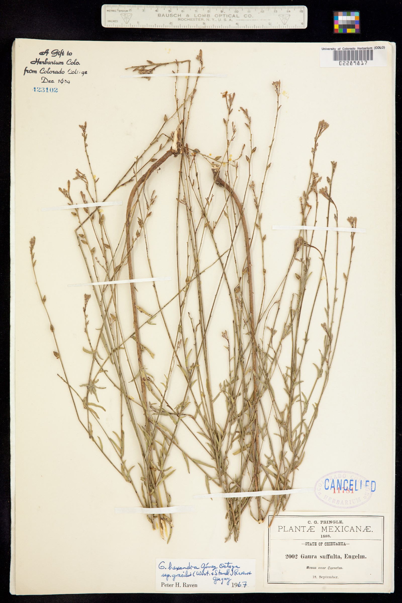 Oenothera hexandra ssp. hexandra image