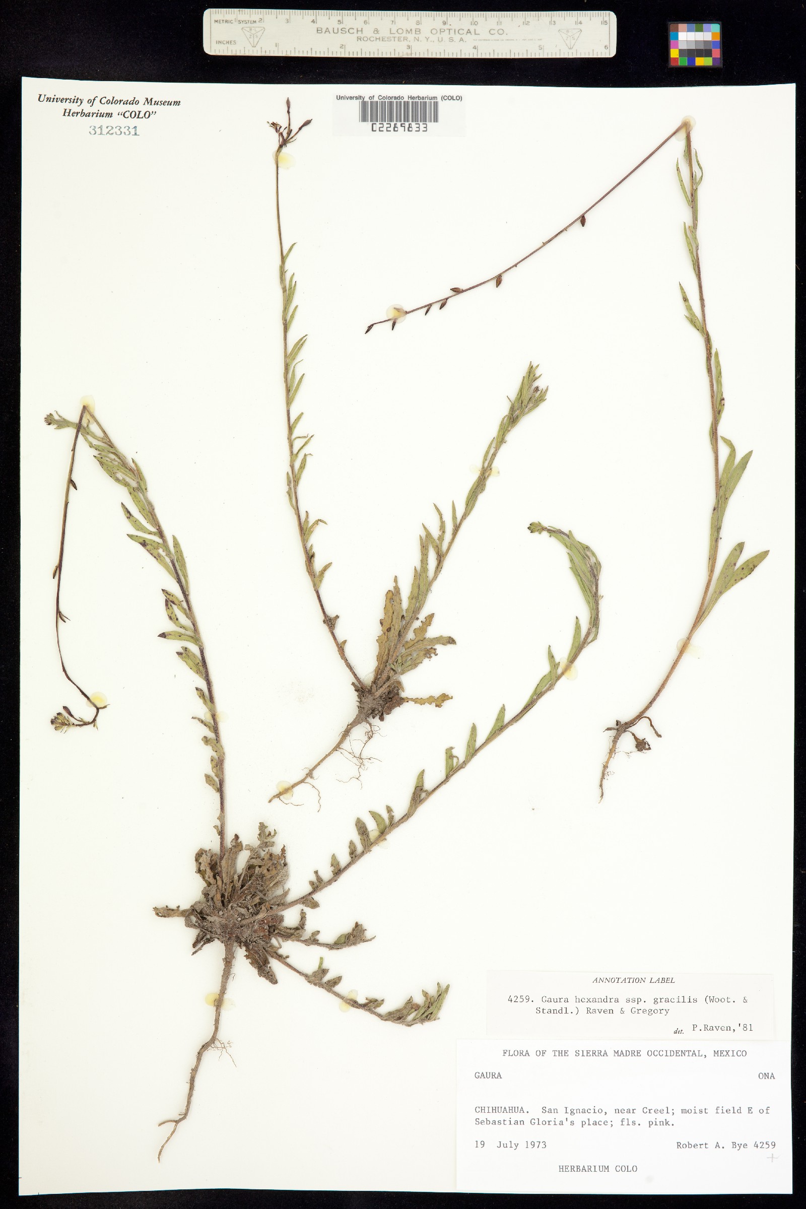 Oenothera hexandra ssp. hexandra image