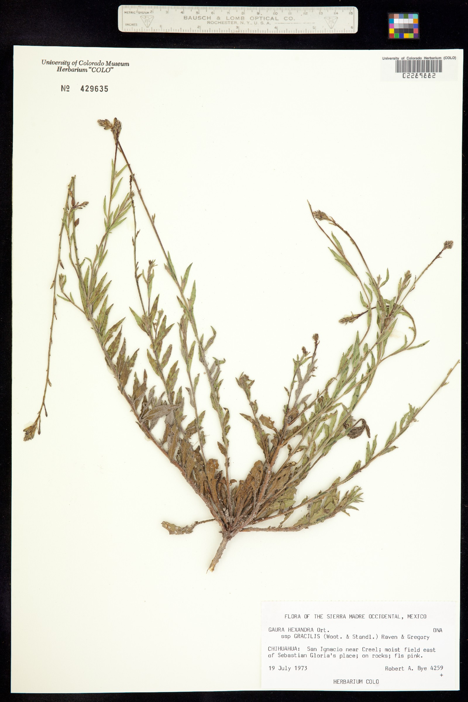 Oenothera hexandra image
