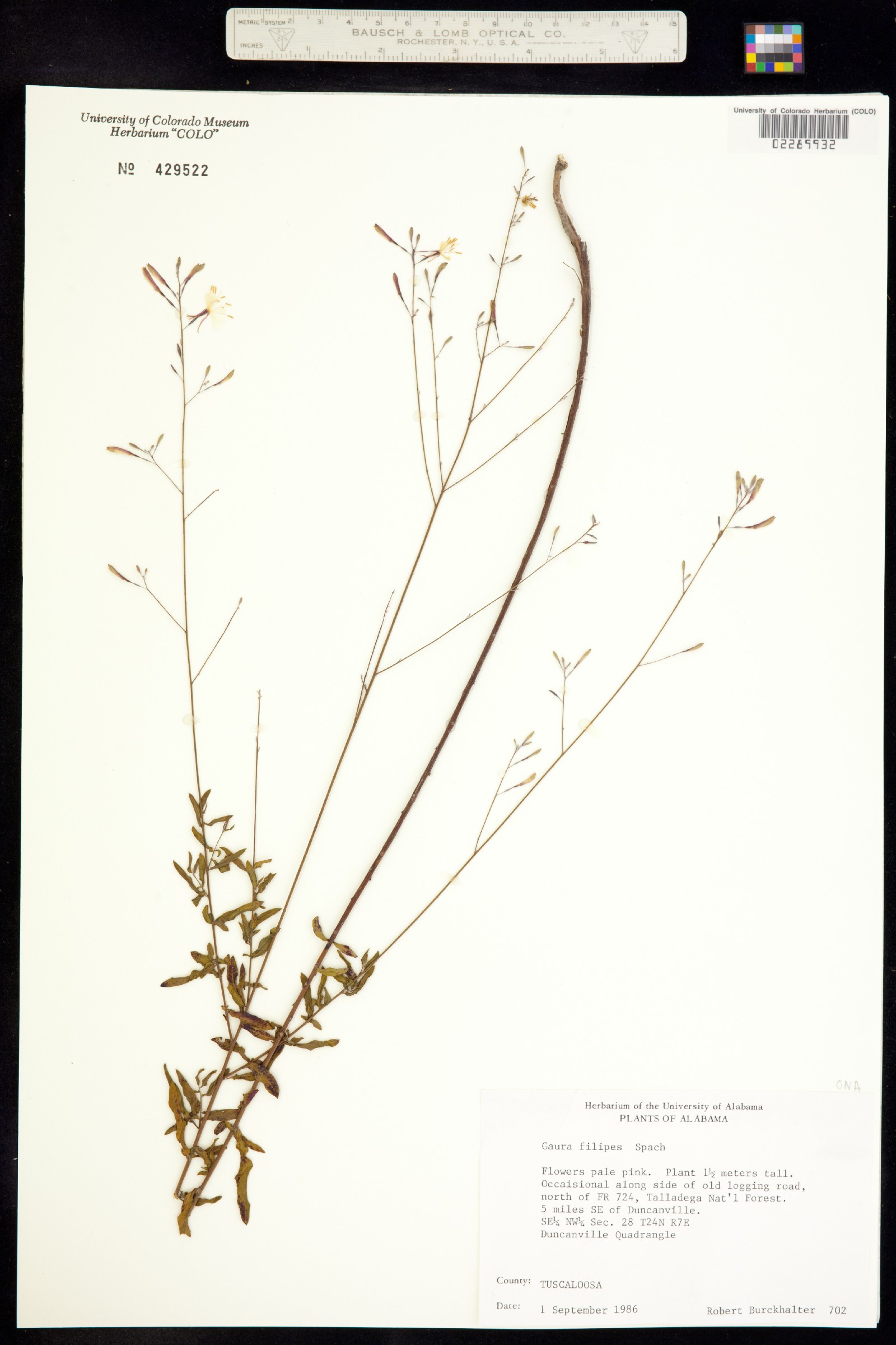 Oenothera filipes image