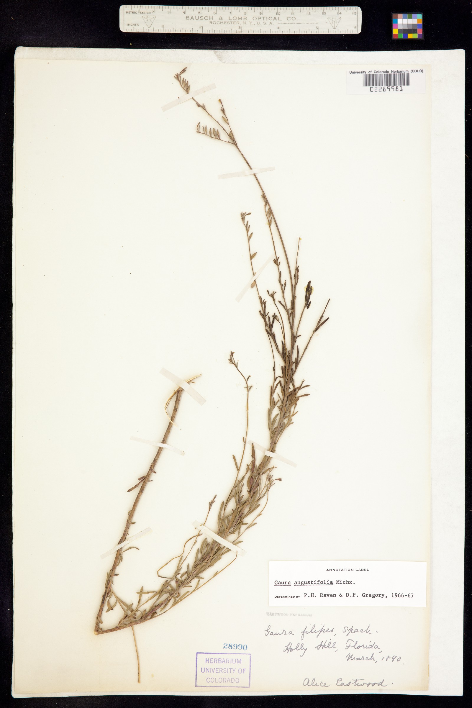 Oenothera simulans image