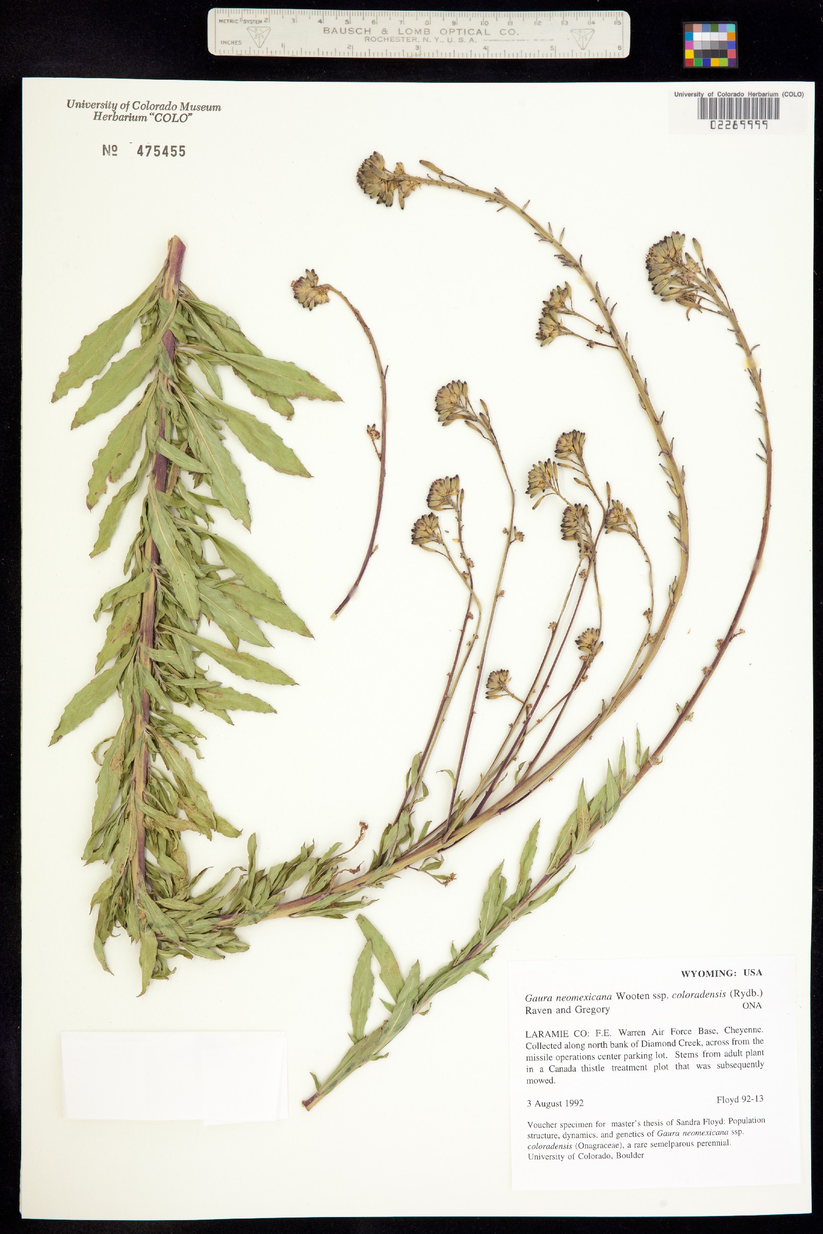 Oenothera coloradensis subsp. neomexicana image