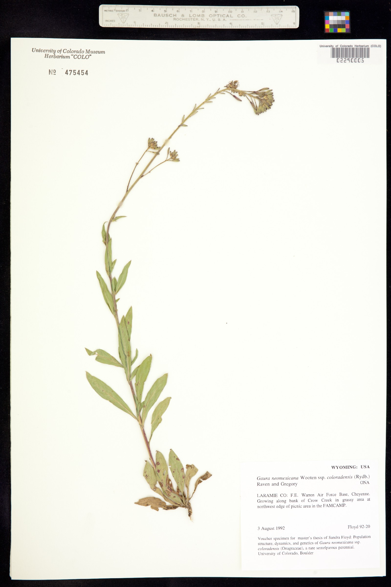 Oenothera coloradensis ssp. neomexicana image