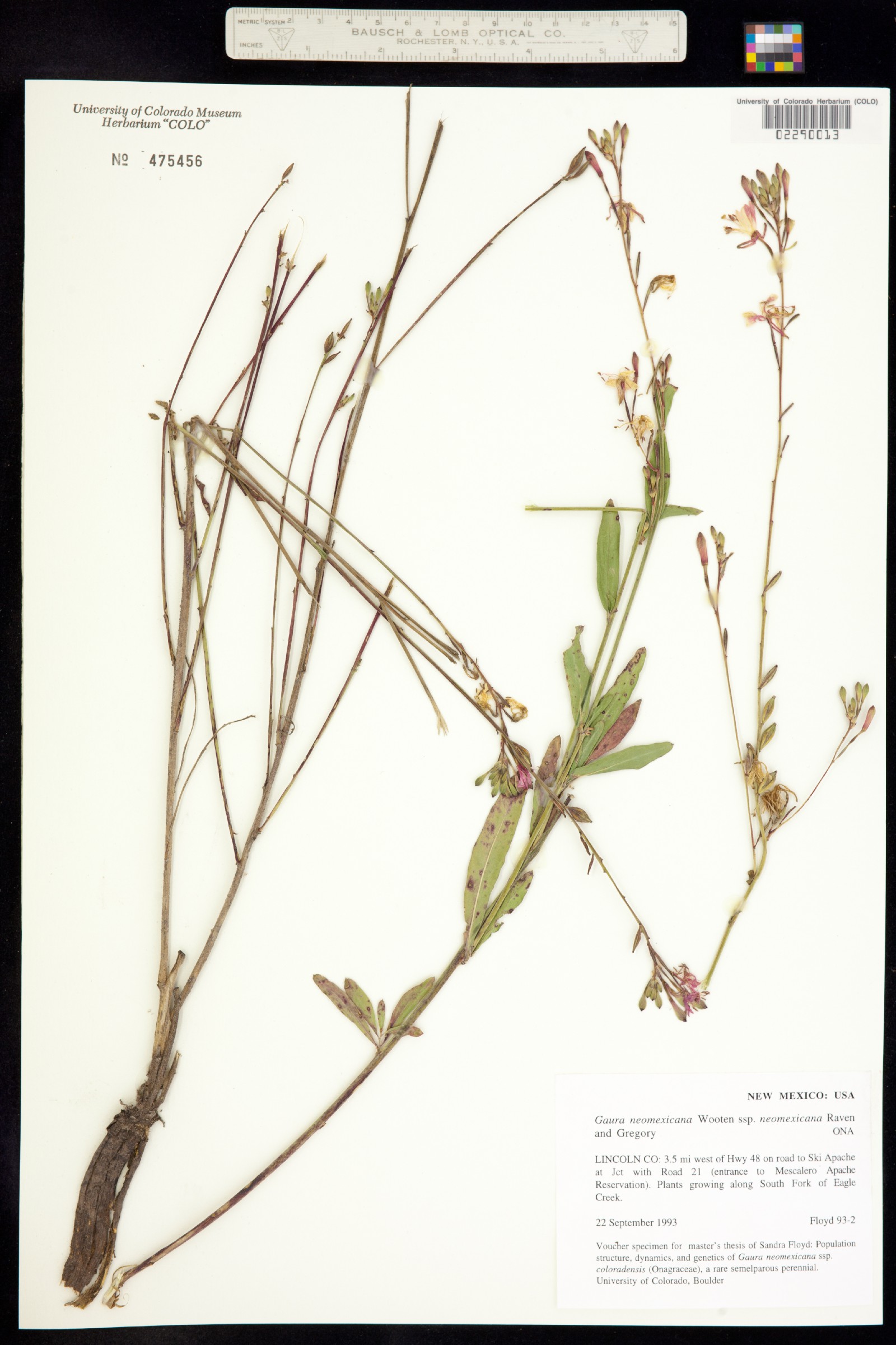 Oenothera coloradensis ssp. neomexicana image