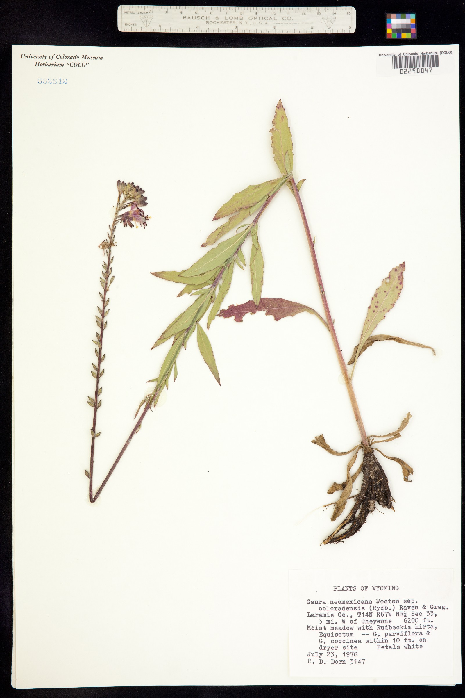Oenothera coloradensis image