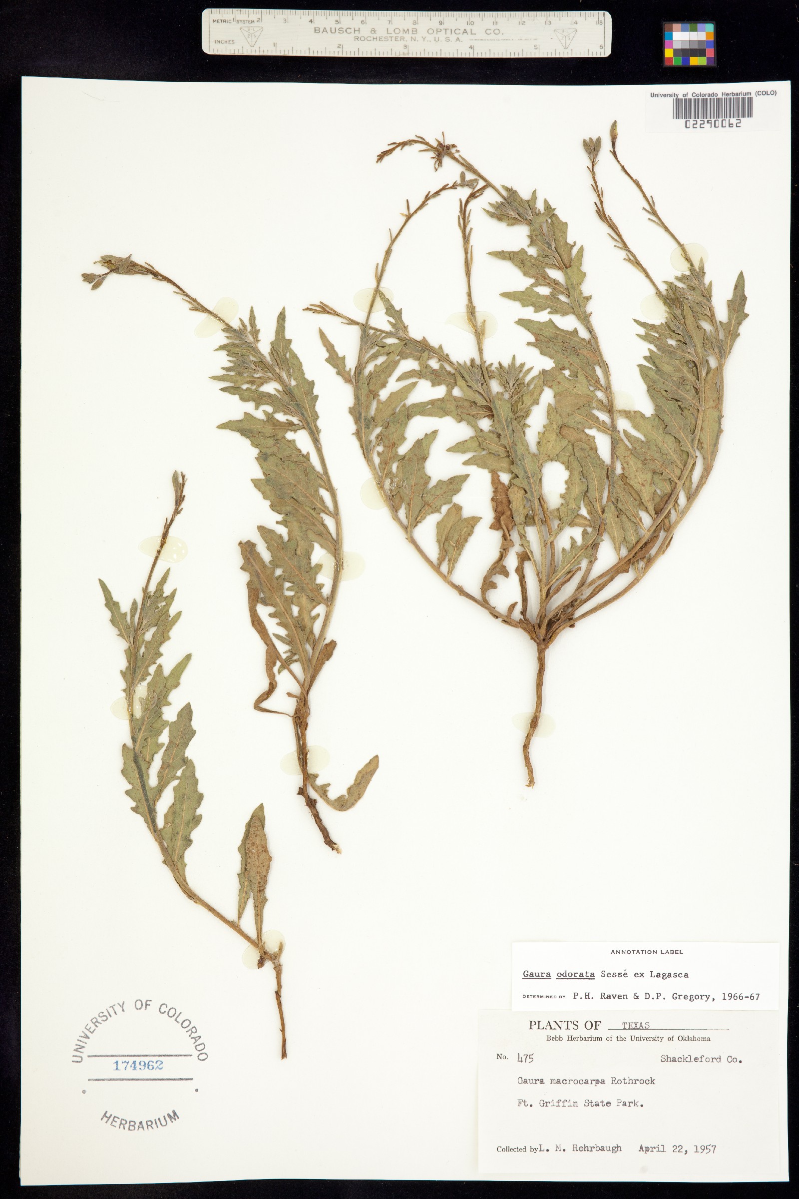 Oenothera suffrutescens image