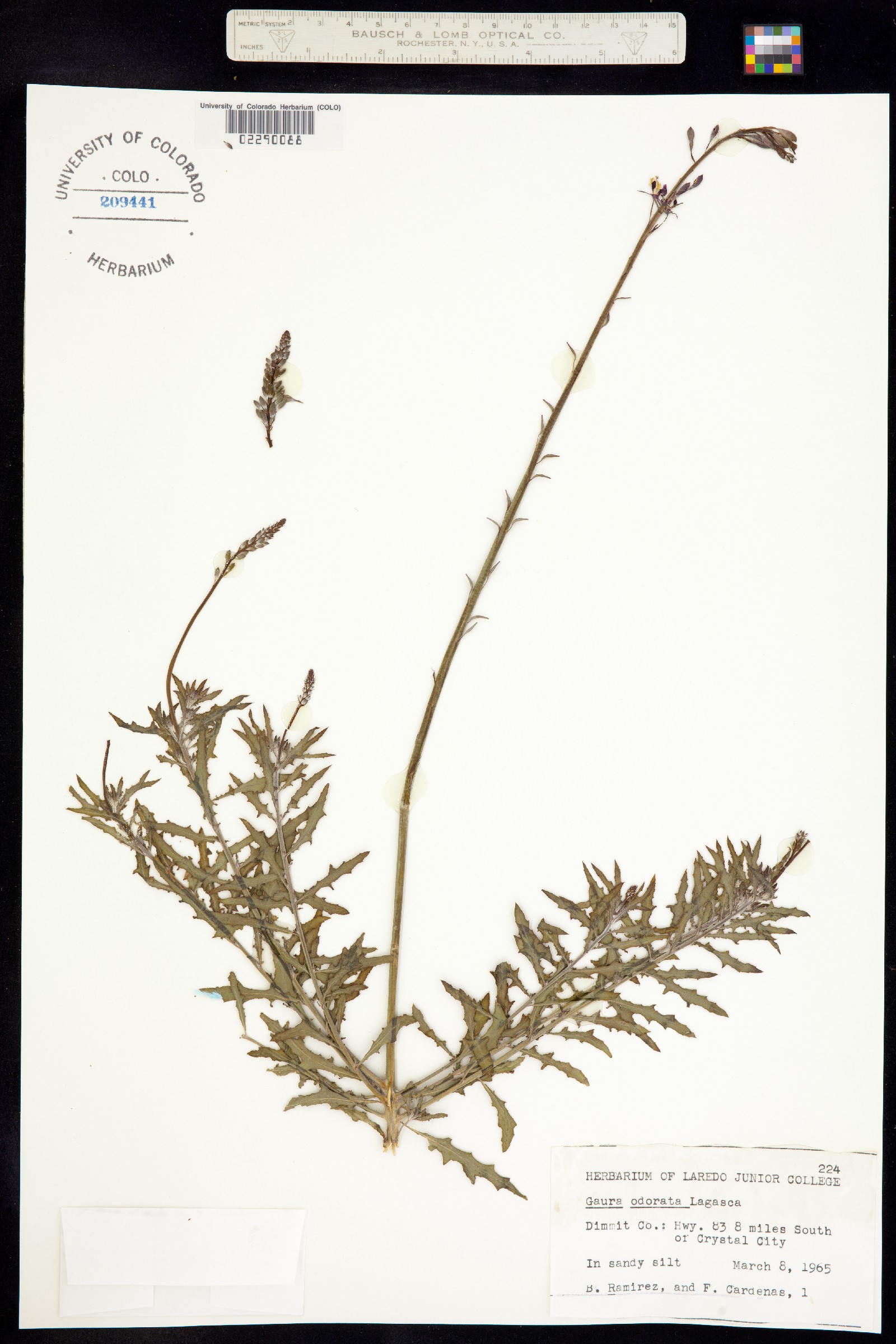 Oenothera suffrutescens image