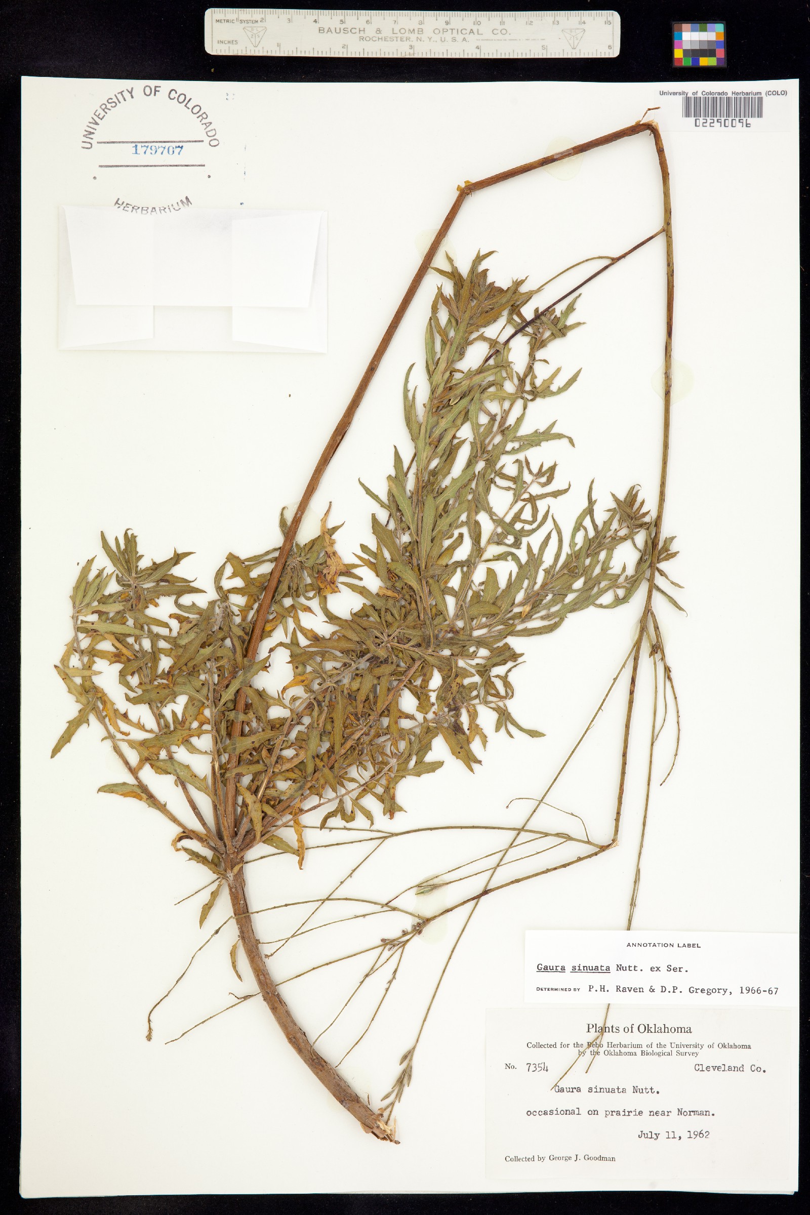 Oenothera sinuosa image