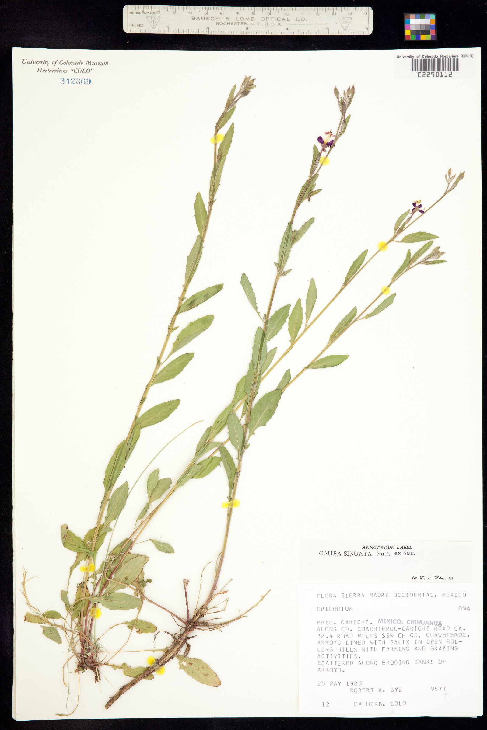 Oenothera sinuosa image