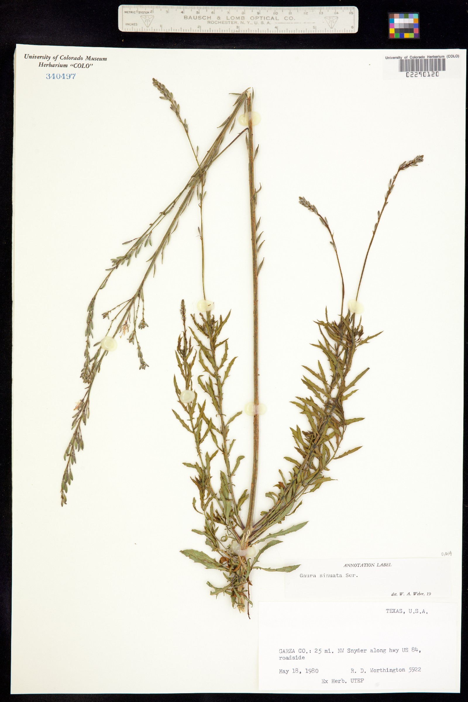 Oenothera sinuosa image