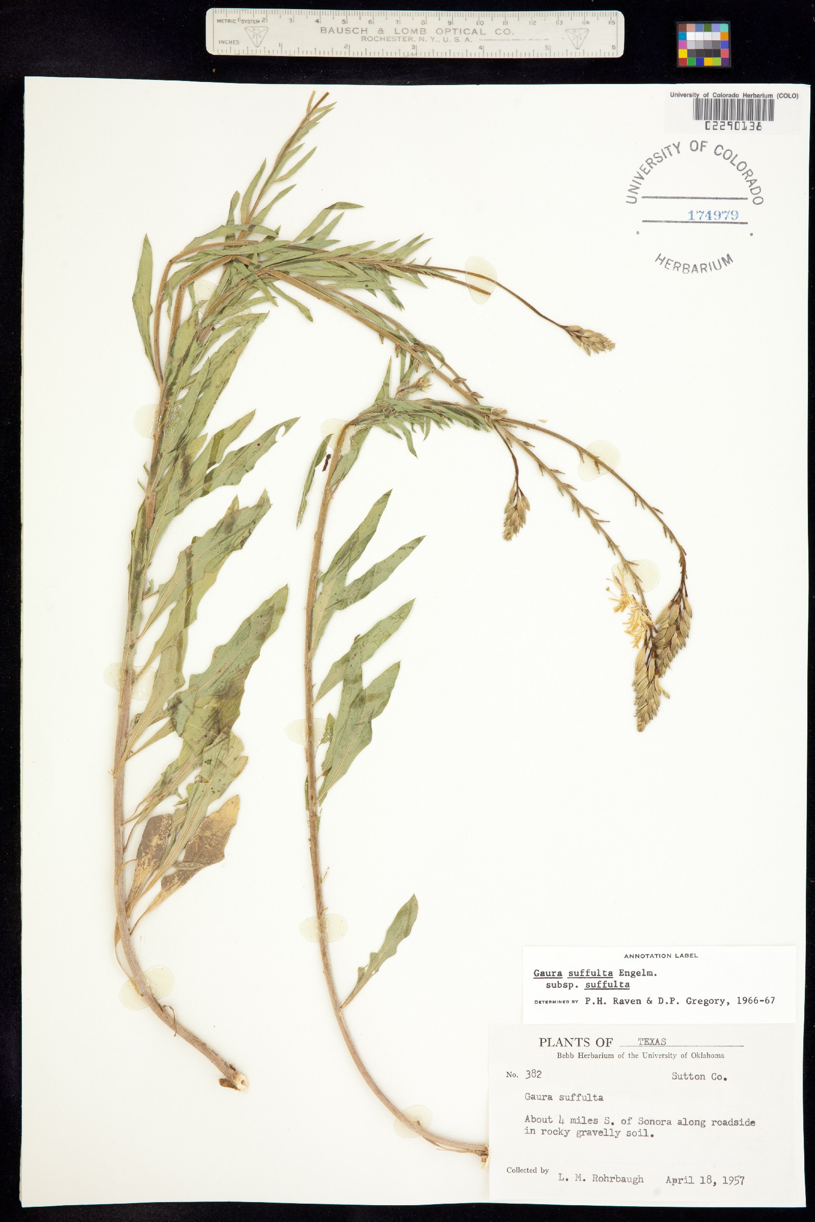 Oenothera suffulta image