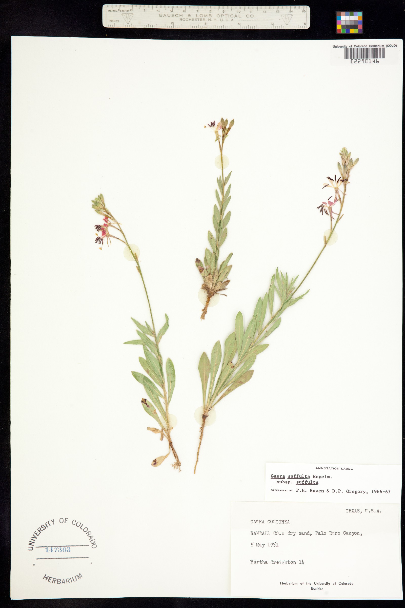 Oenothera suffulta image