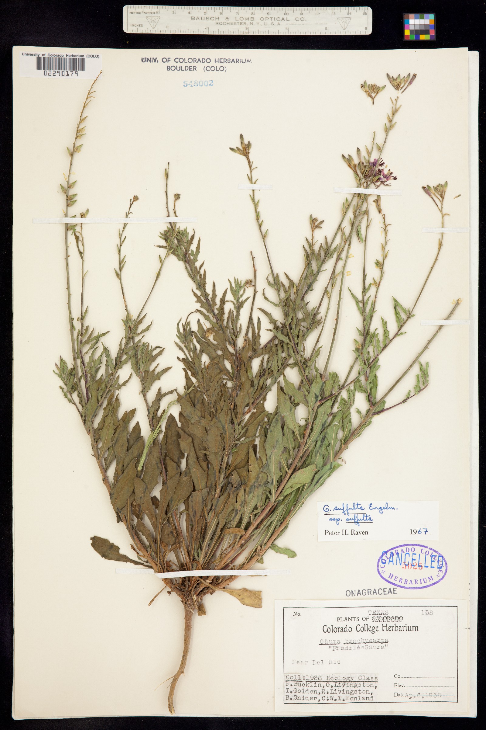 Oenothera suffulta image