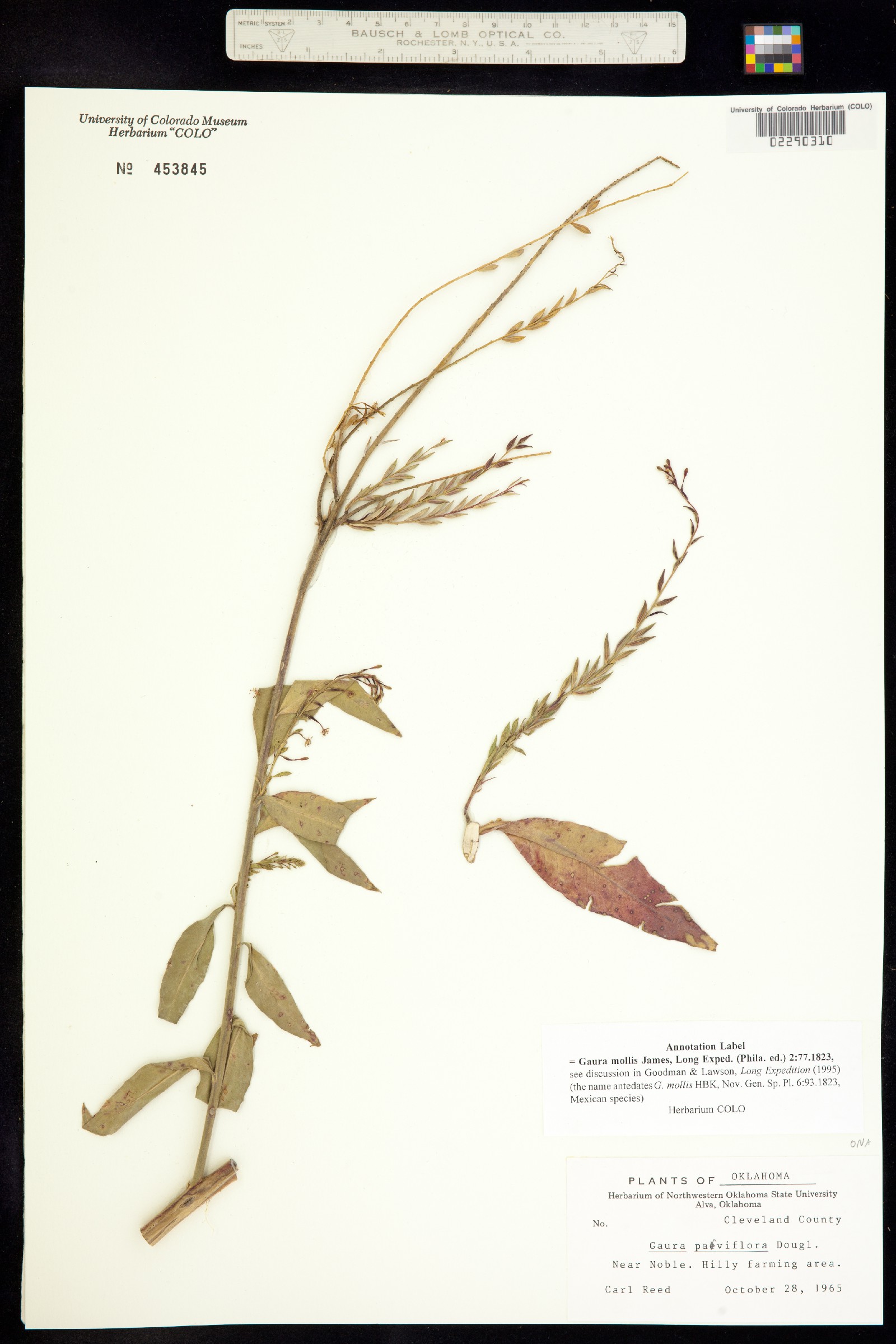 Oenothera curtiflora image