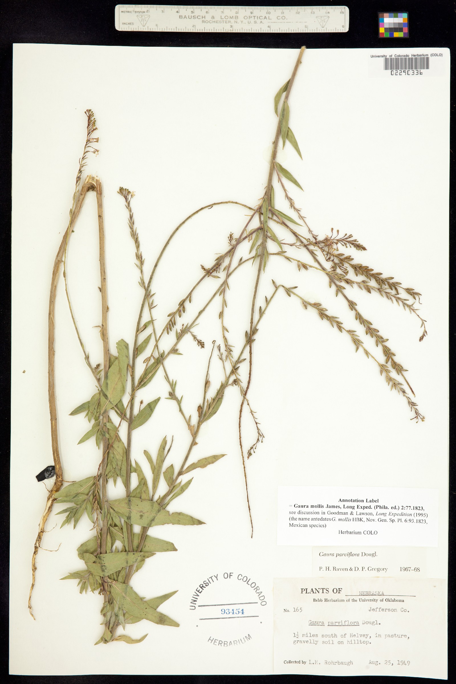 Oenothera curtiflora image