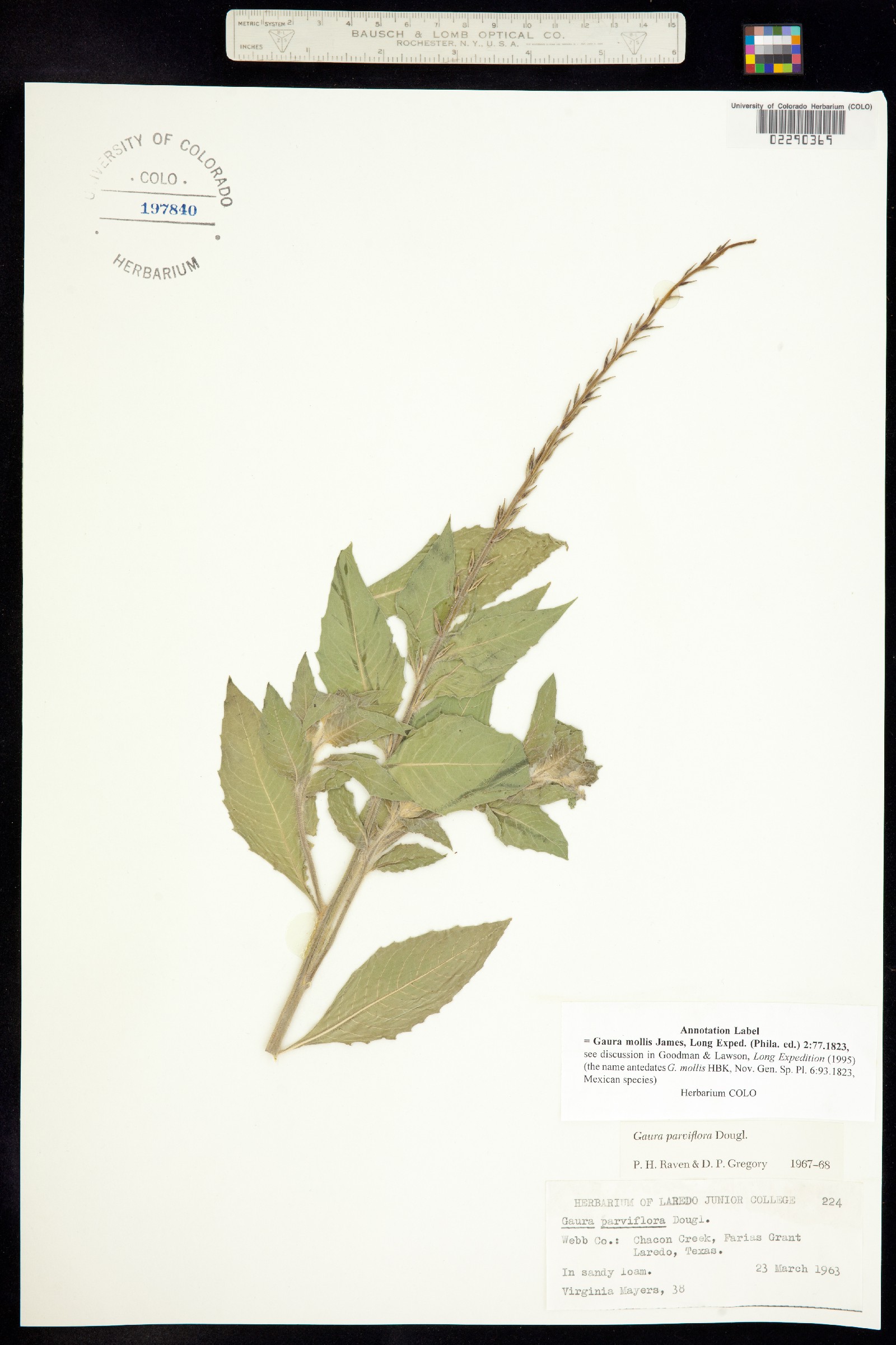 Oenothera curtiflora image