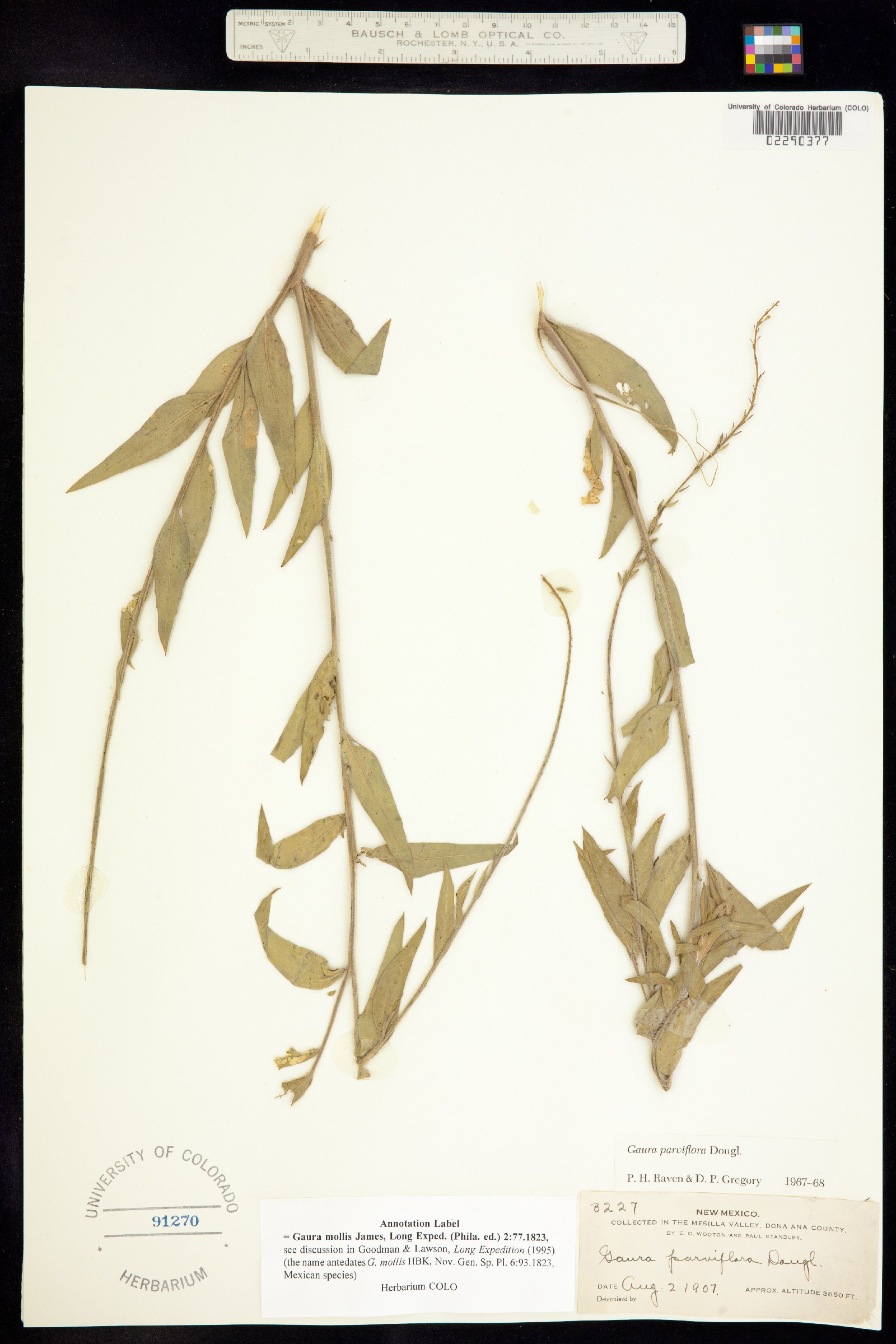 Oenothera curtiflora image