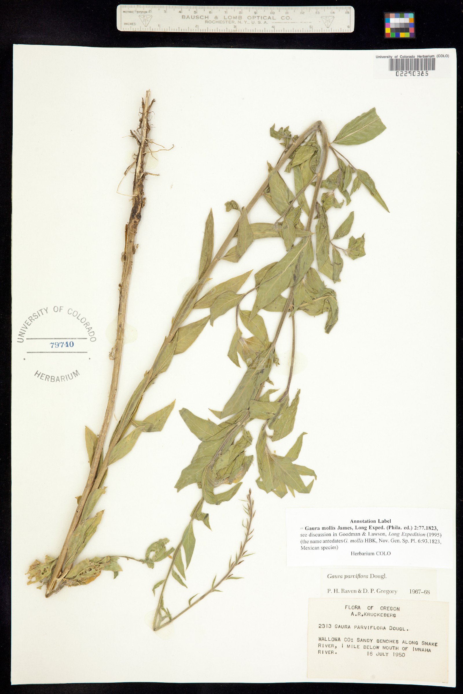 Oenothera curtiflora image