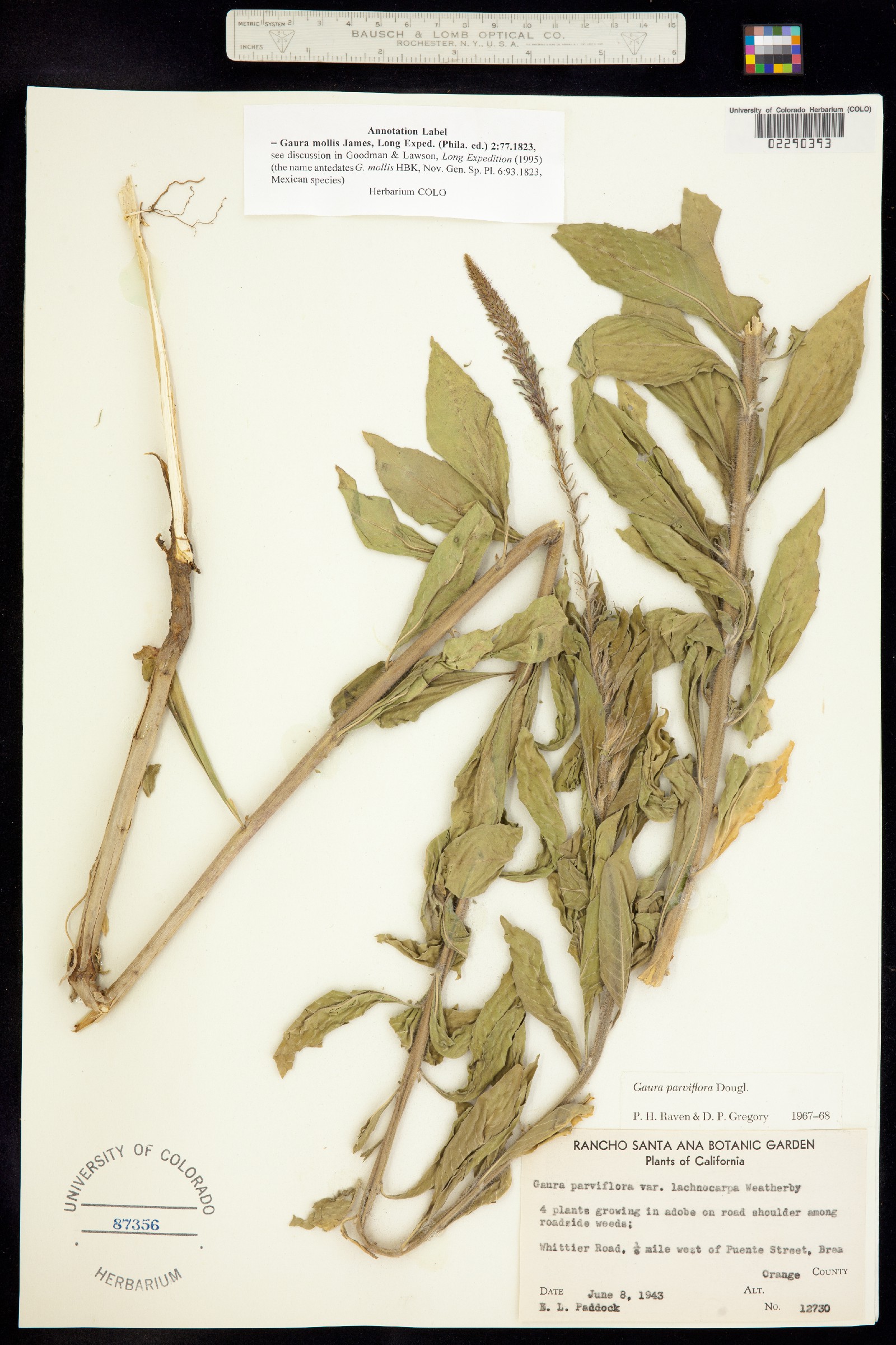 Oenothera curtiflora image
