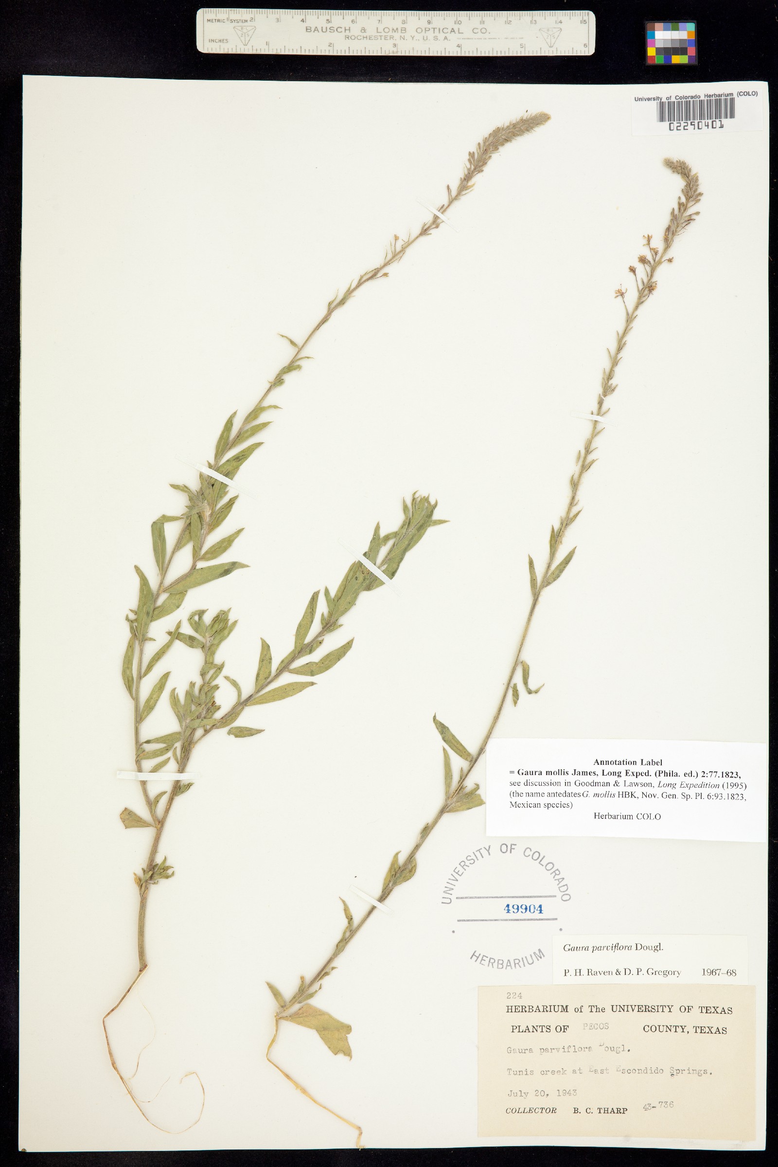 Oenothera curtiflora image
