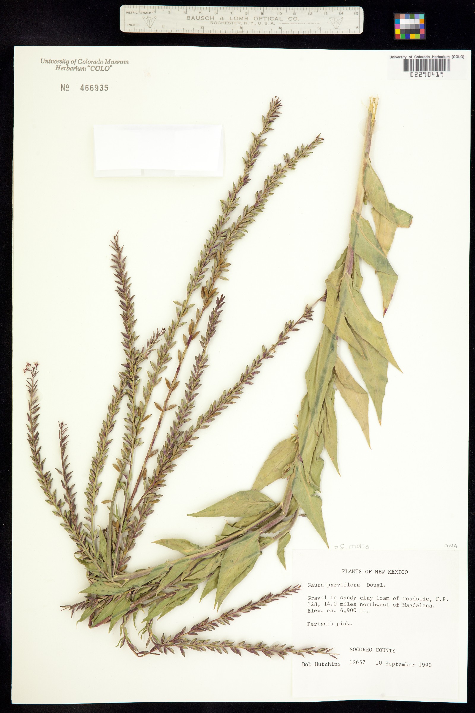 Oenothera curtiflora image