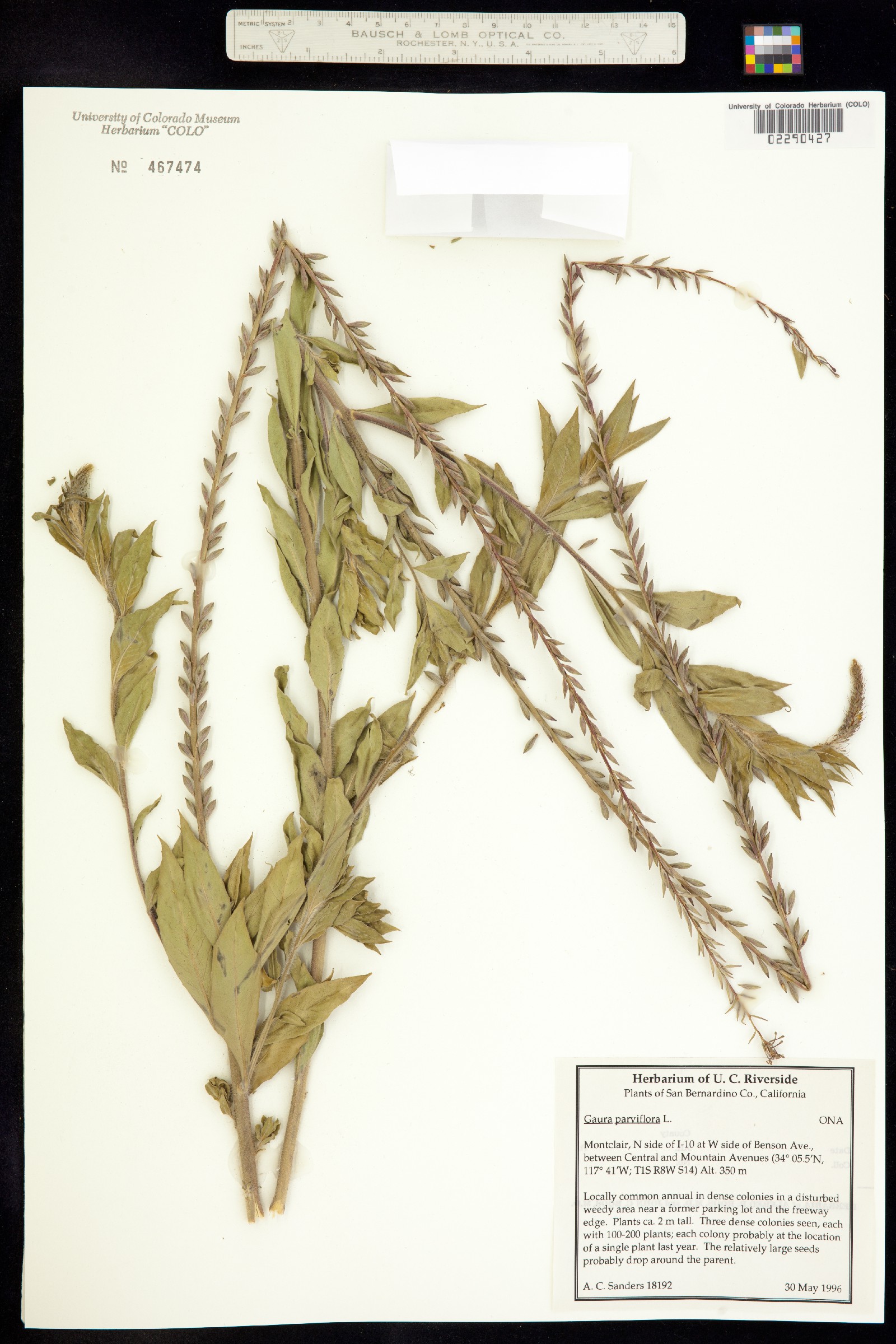 Oenothera curtiflora image