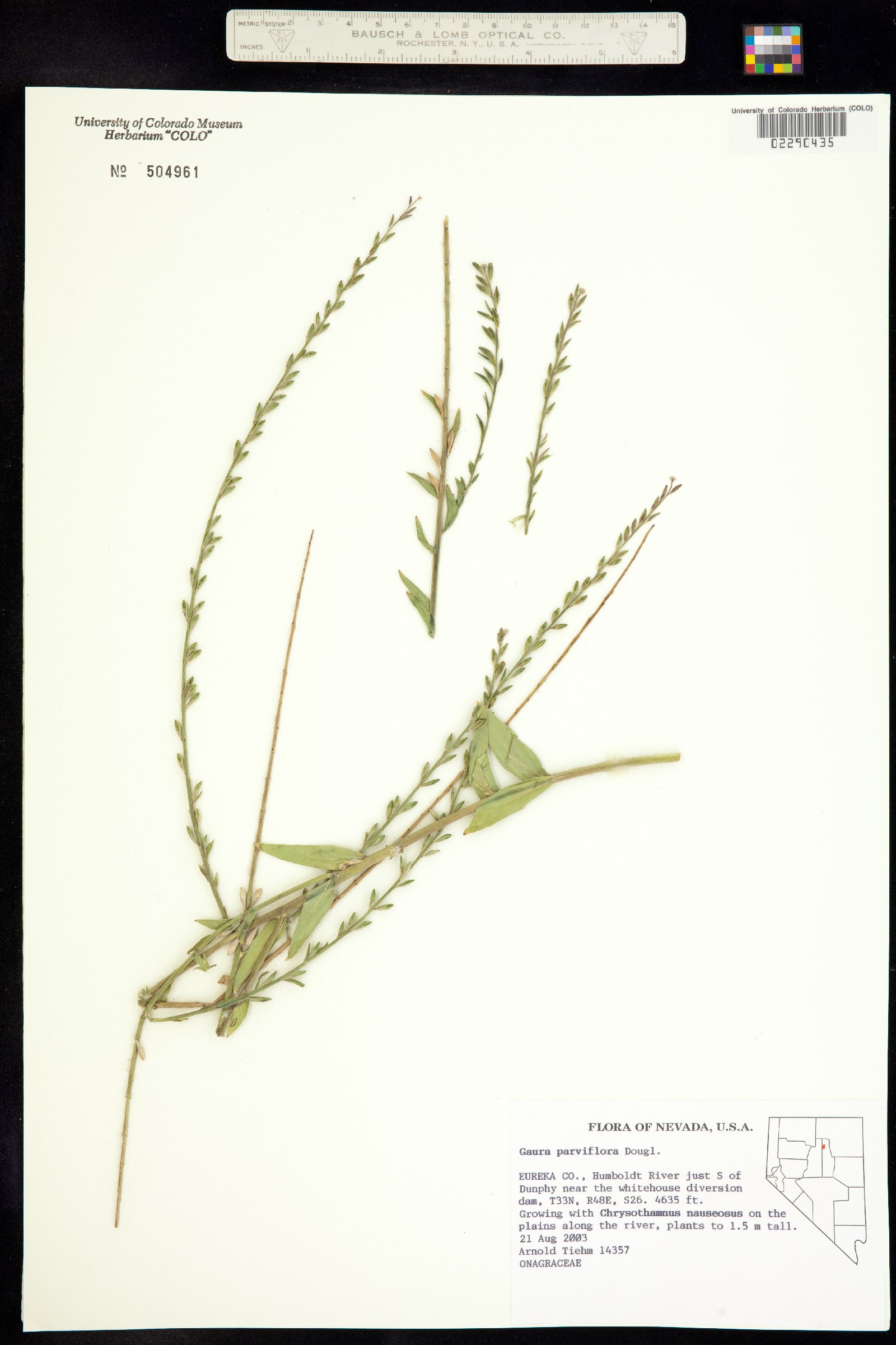 Oenothera curtiflora image
