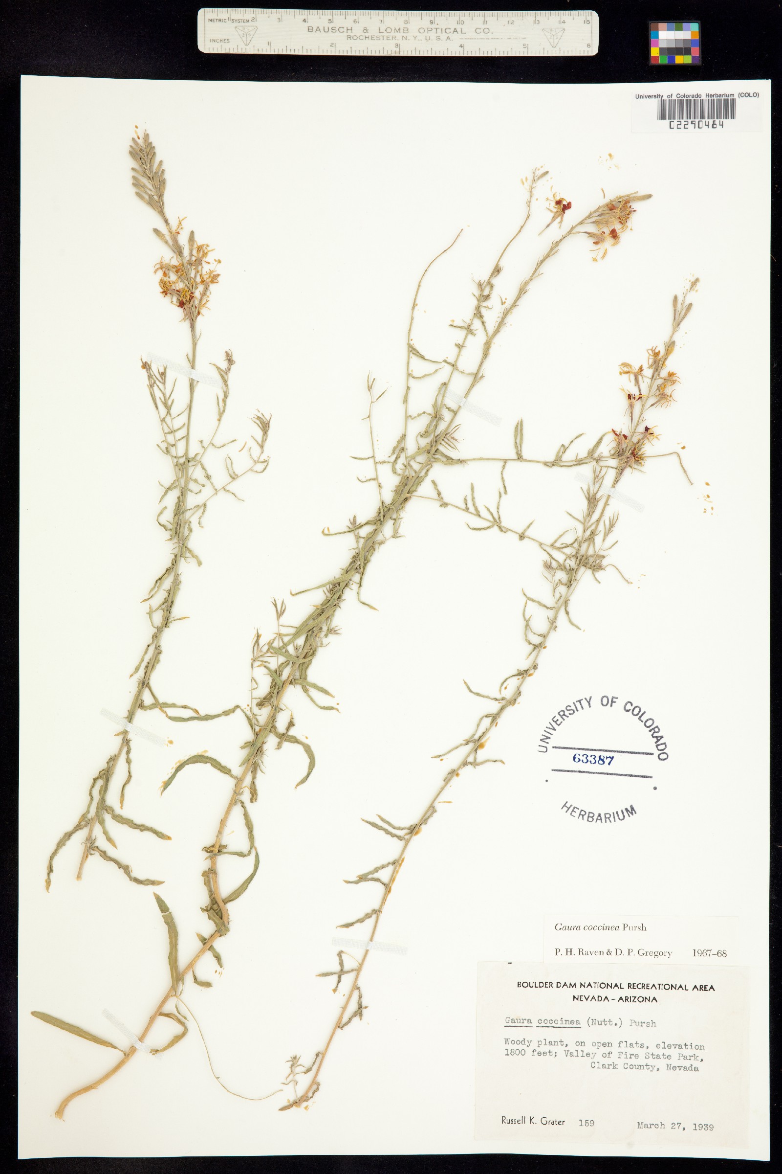 Oenothera suffrutescens image
