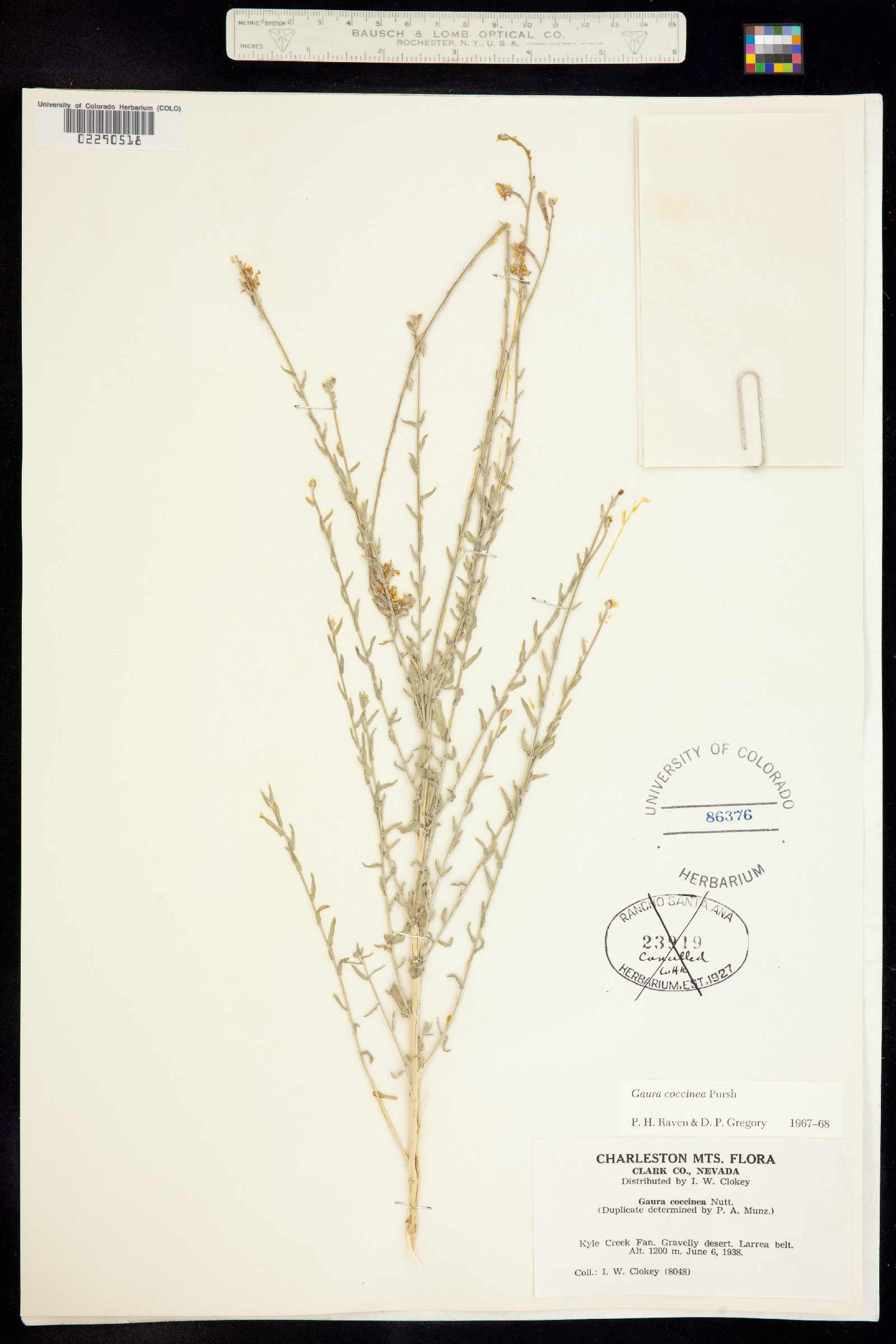 Oenothera suffrutescens image