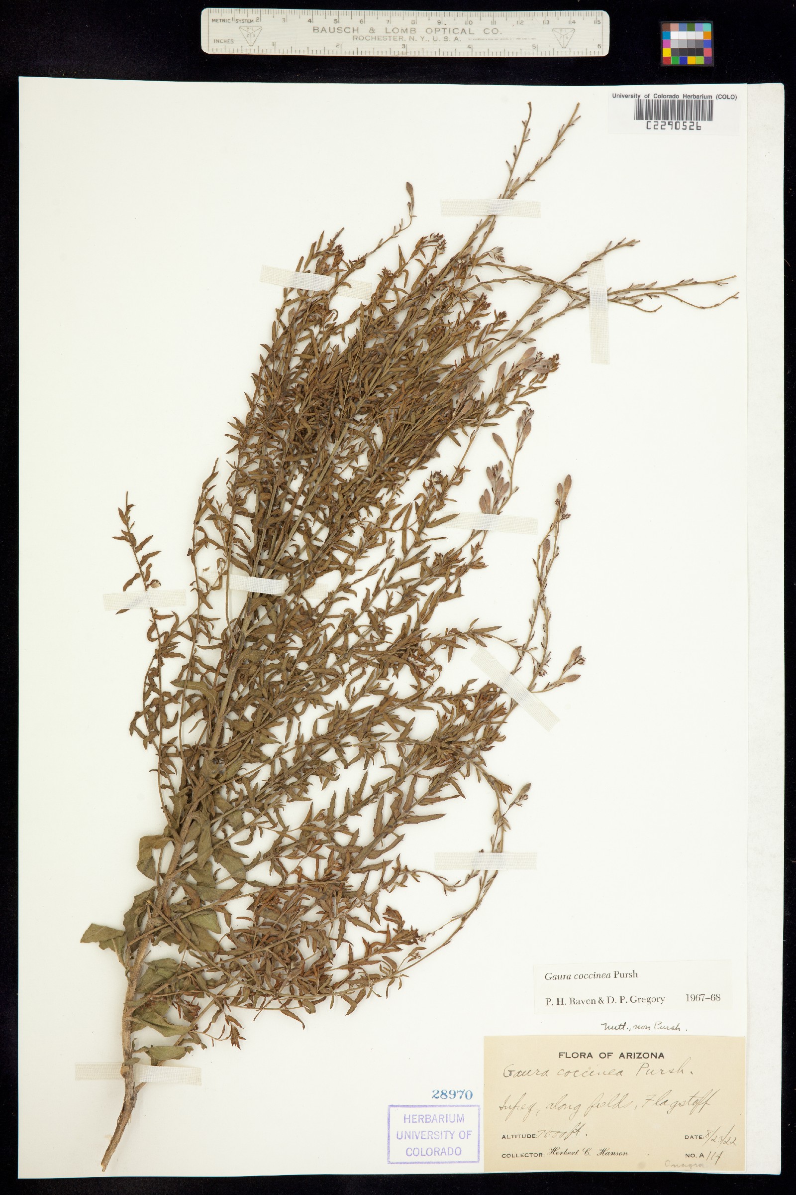 Oenothera suffrutescens image