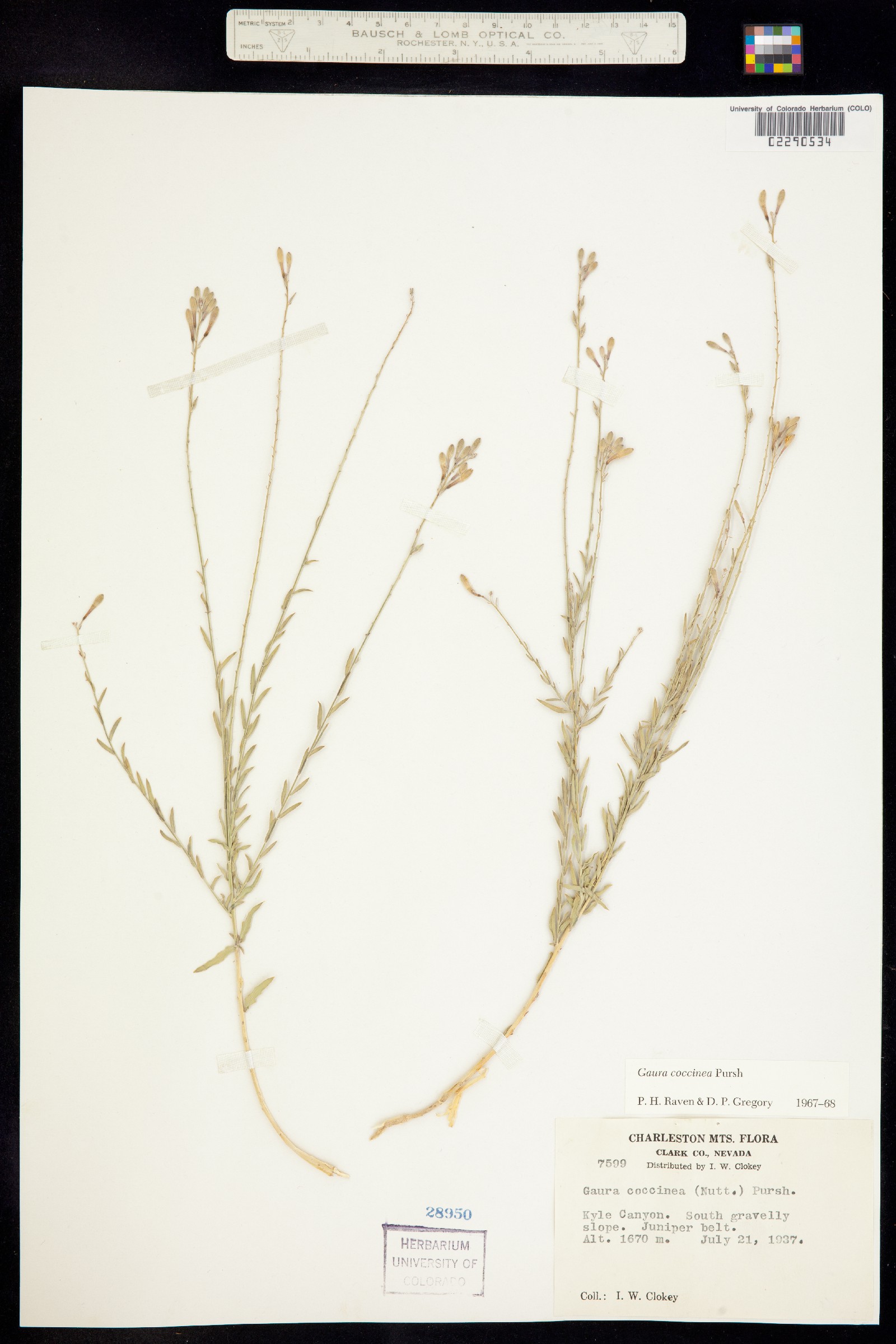 Oenothera suffrutescens image