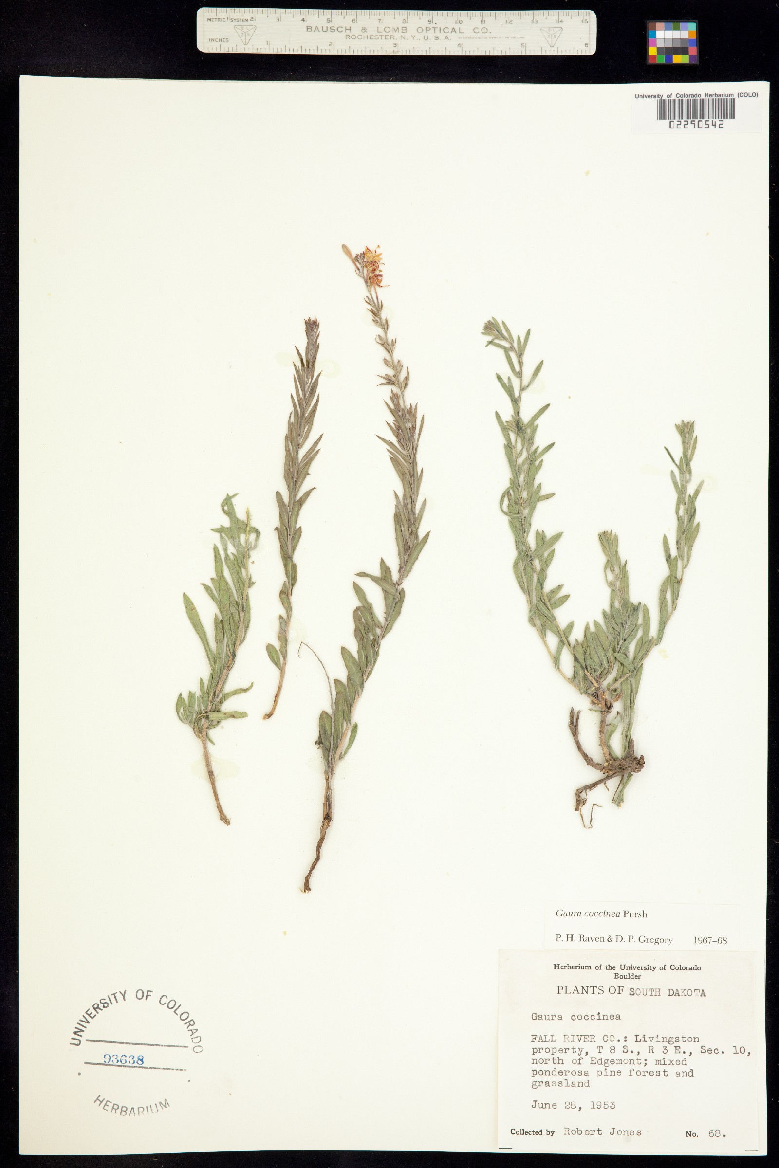 Oenothera suffrutescens image