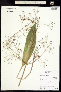 Alisma lanceolatum image
