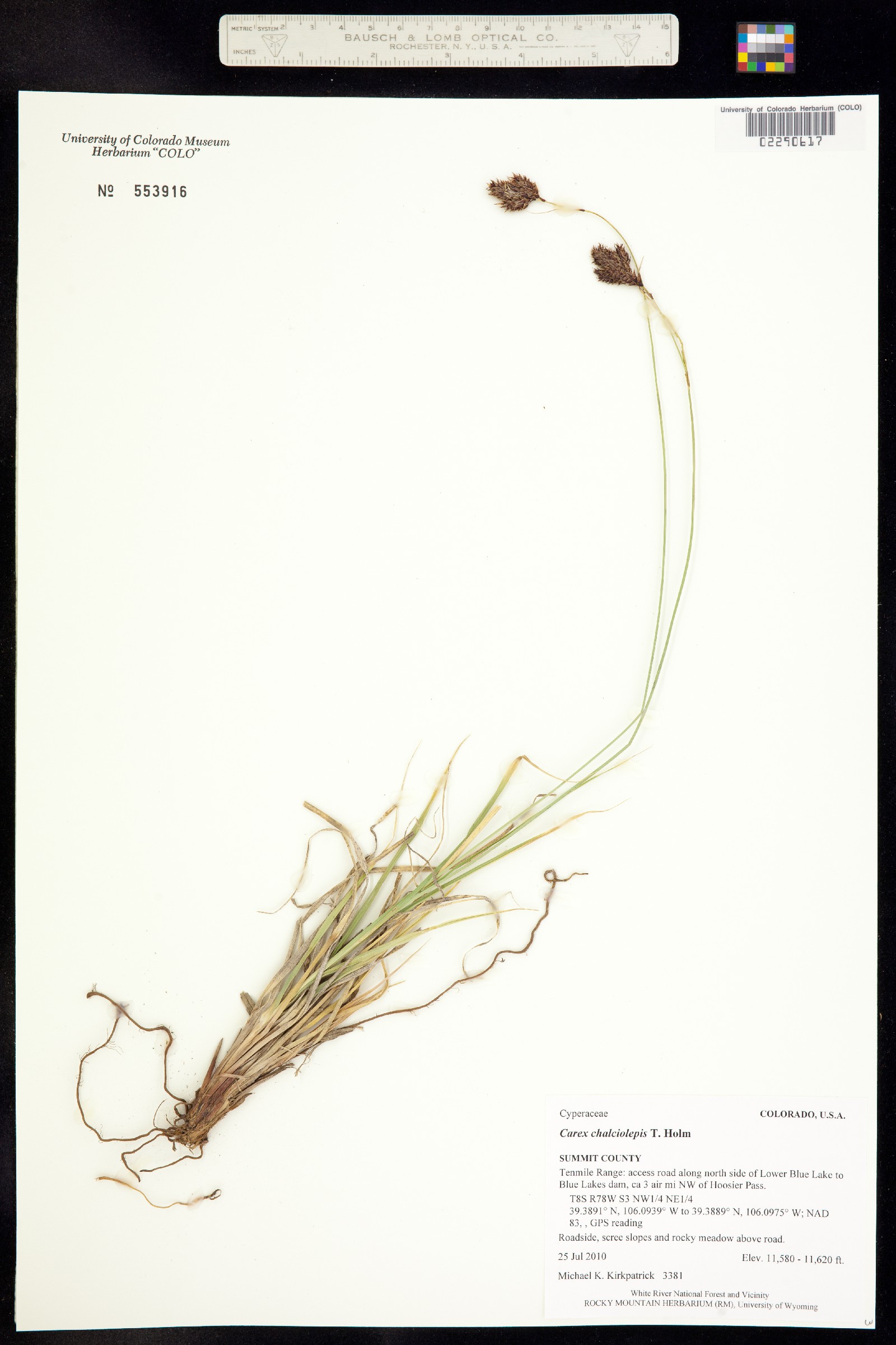 Carex chalciolepis image