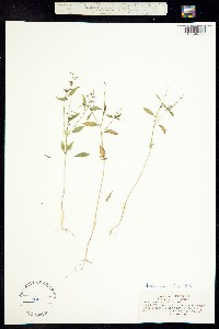 Image of Clarkia heterandra