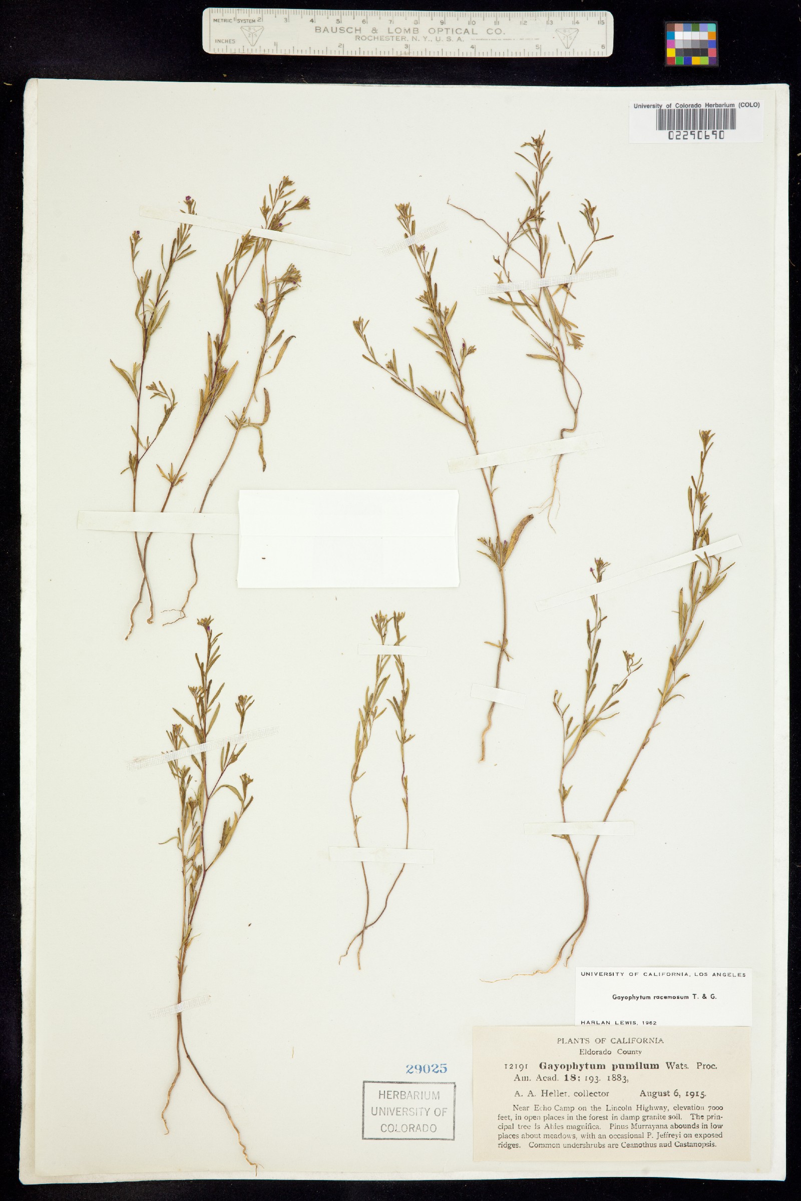 Gayophytum racemosum image