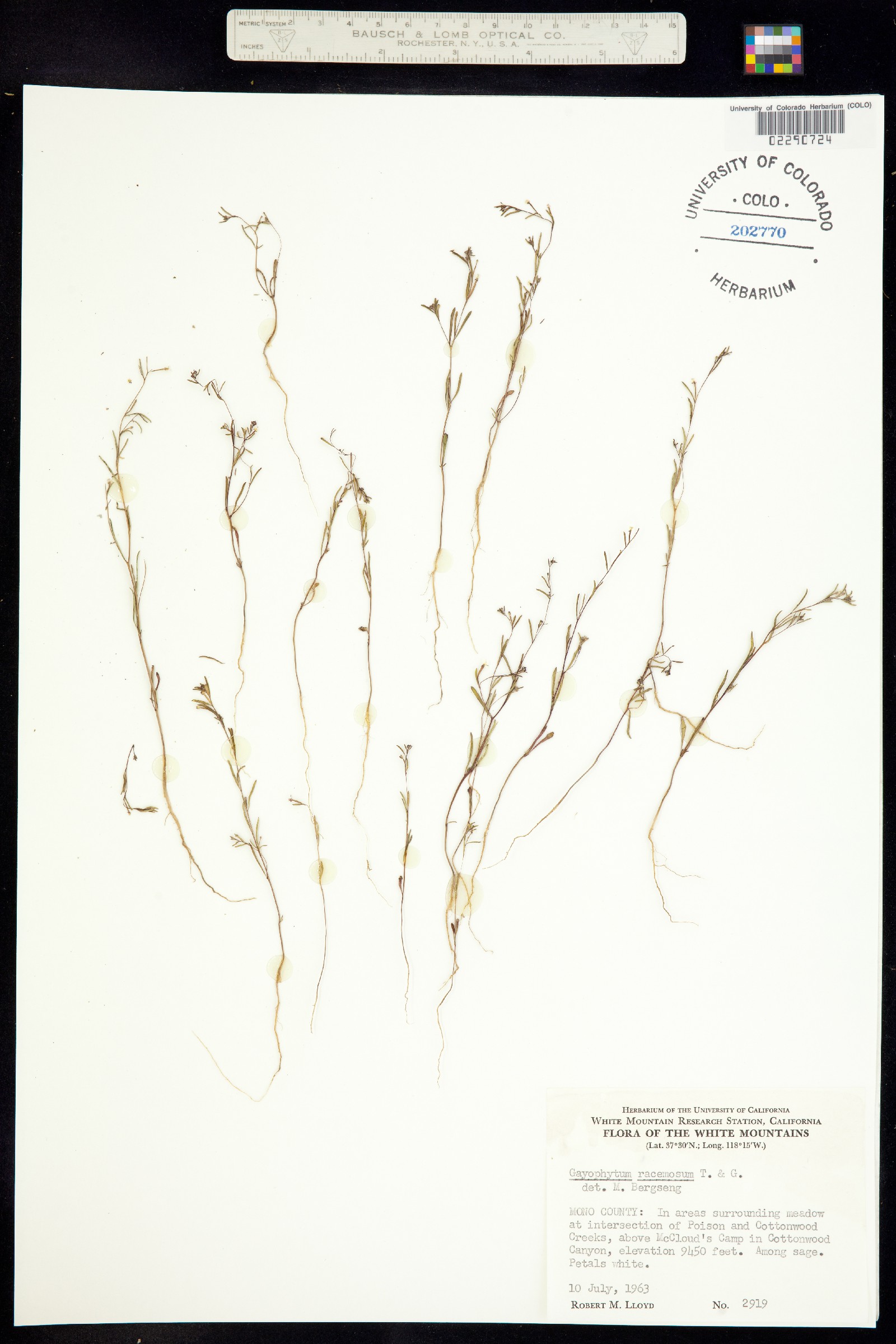 Gayophytum racemosum image