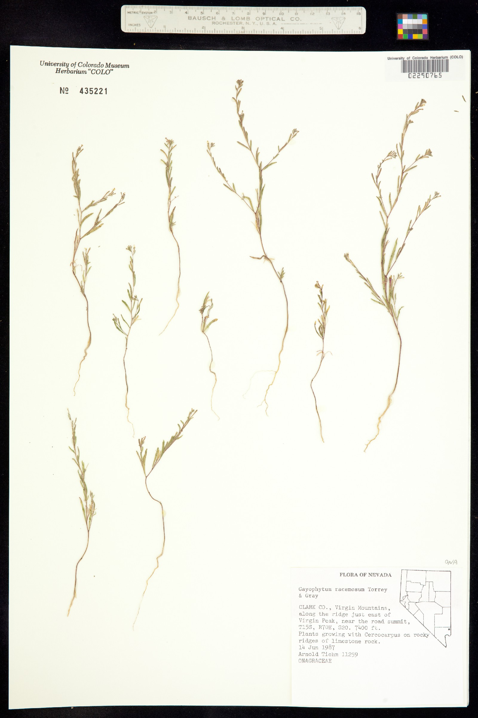 Gayophytum racemosum image