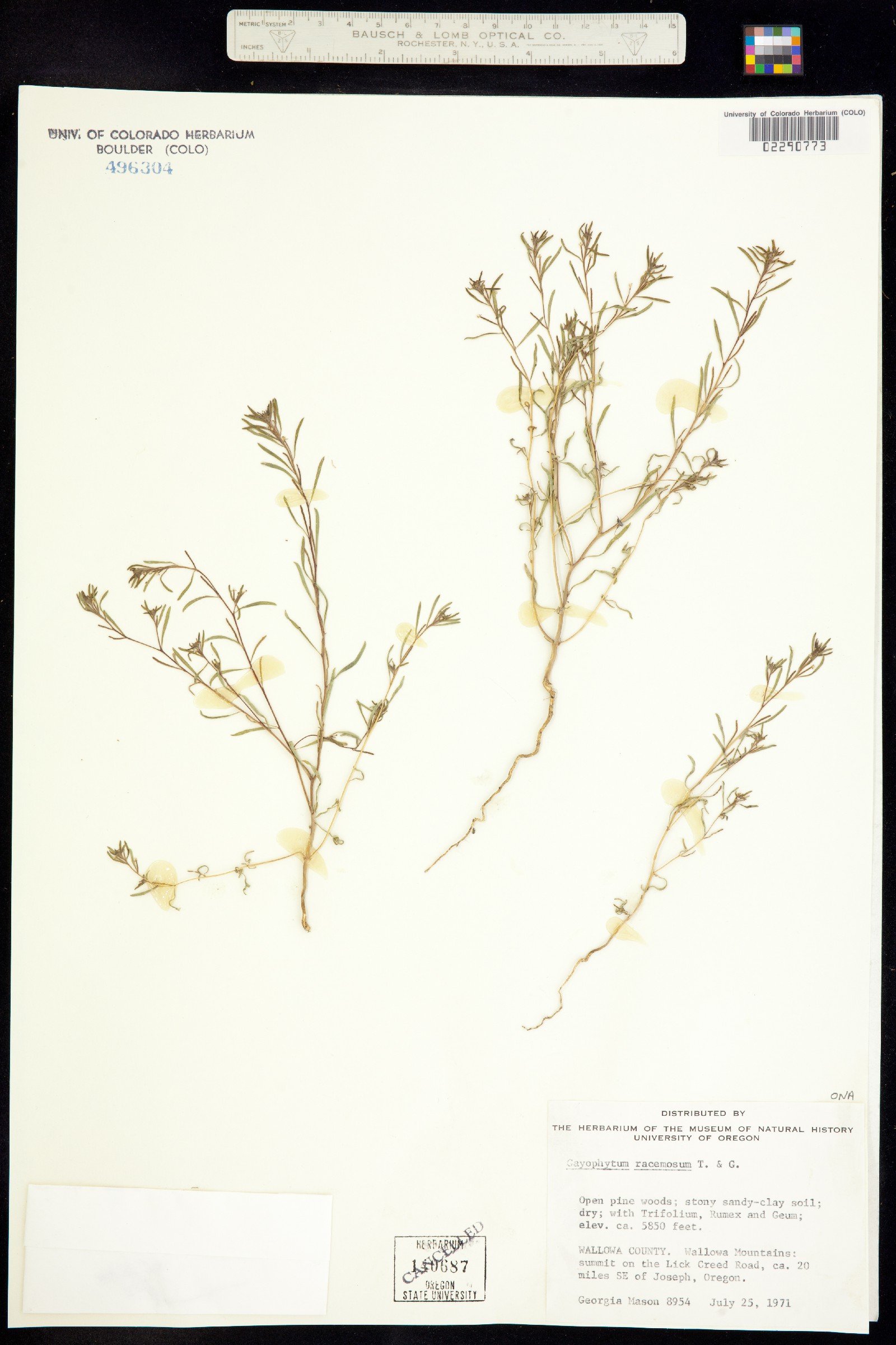 Gayophytum racemosum image