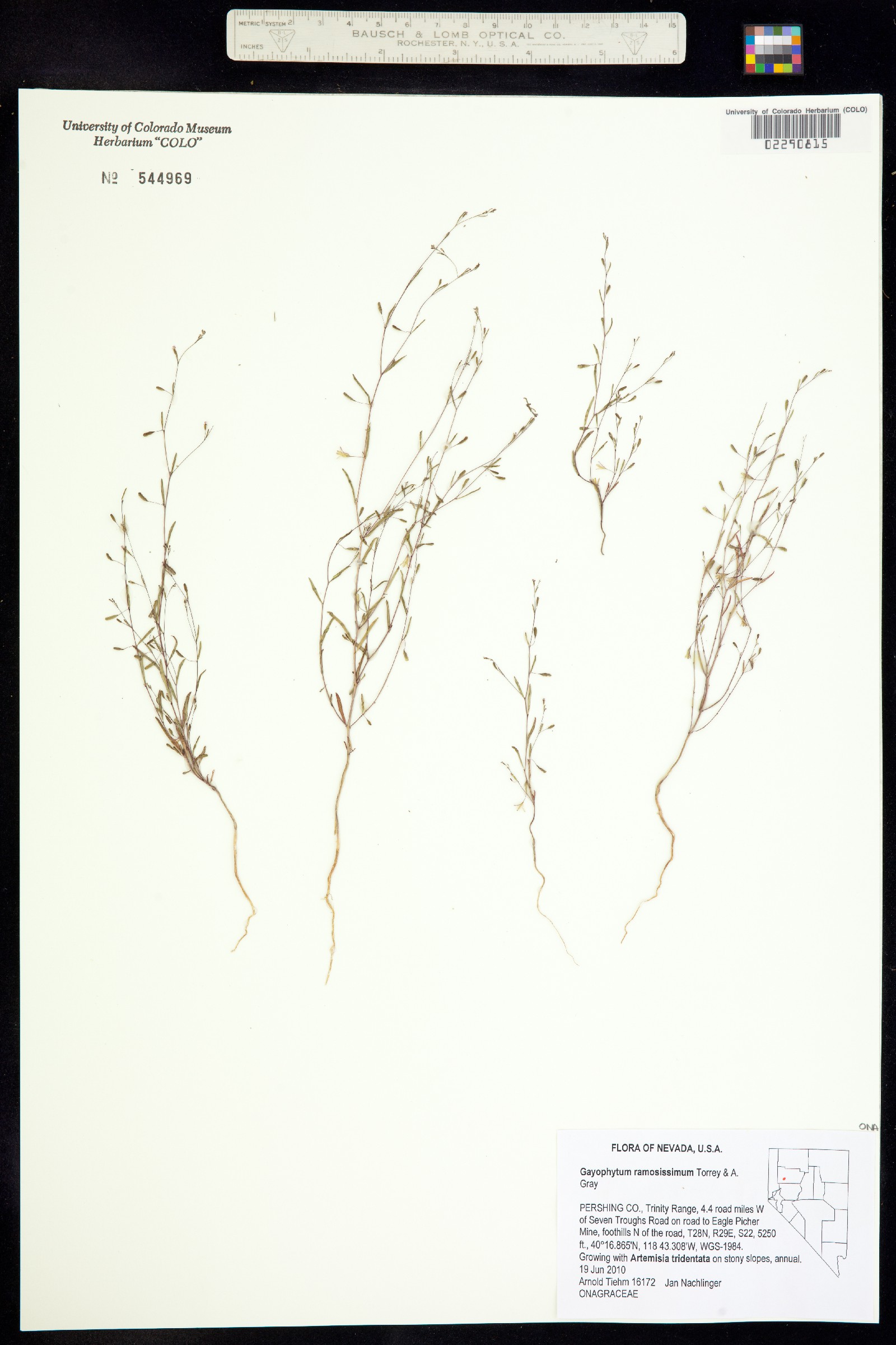 Gayophytum racemosum image