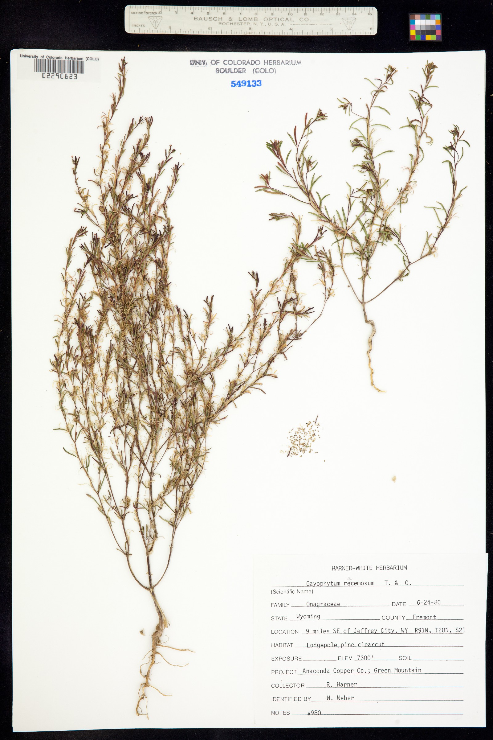 Gayophytum racemosum image