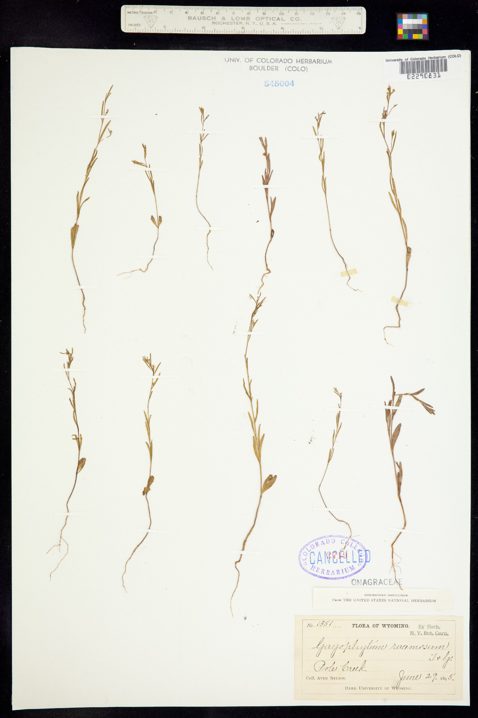 Gayophytum racemosum image