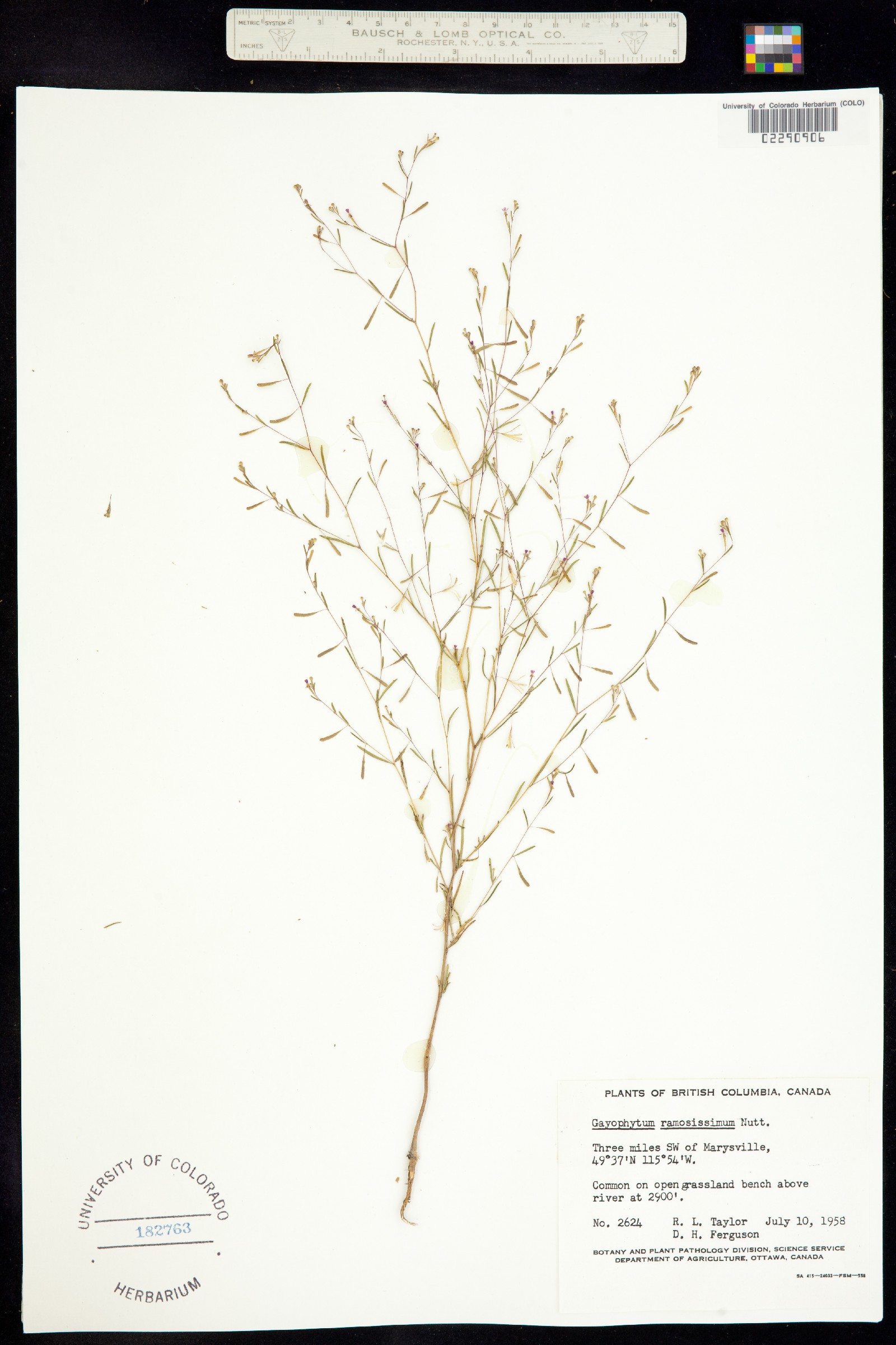 Gayophytum ramosissimum image