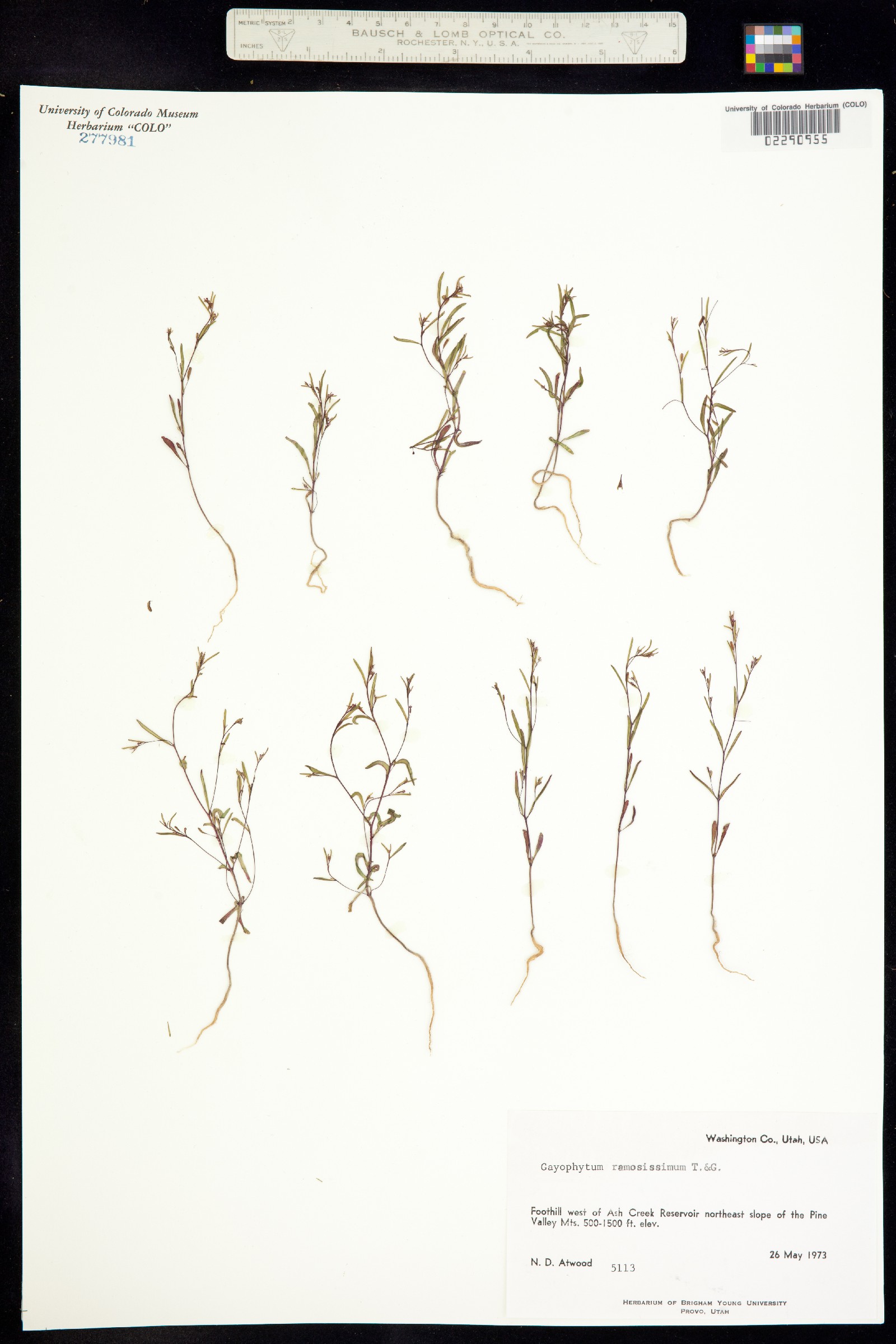 Gayophytum ramosissimum image
