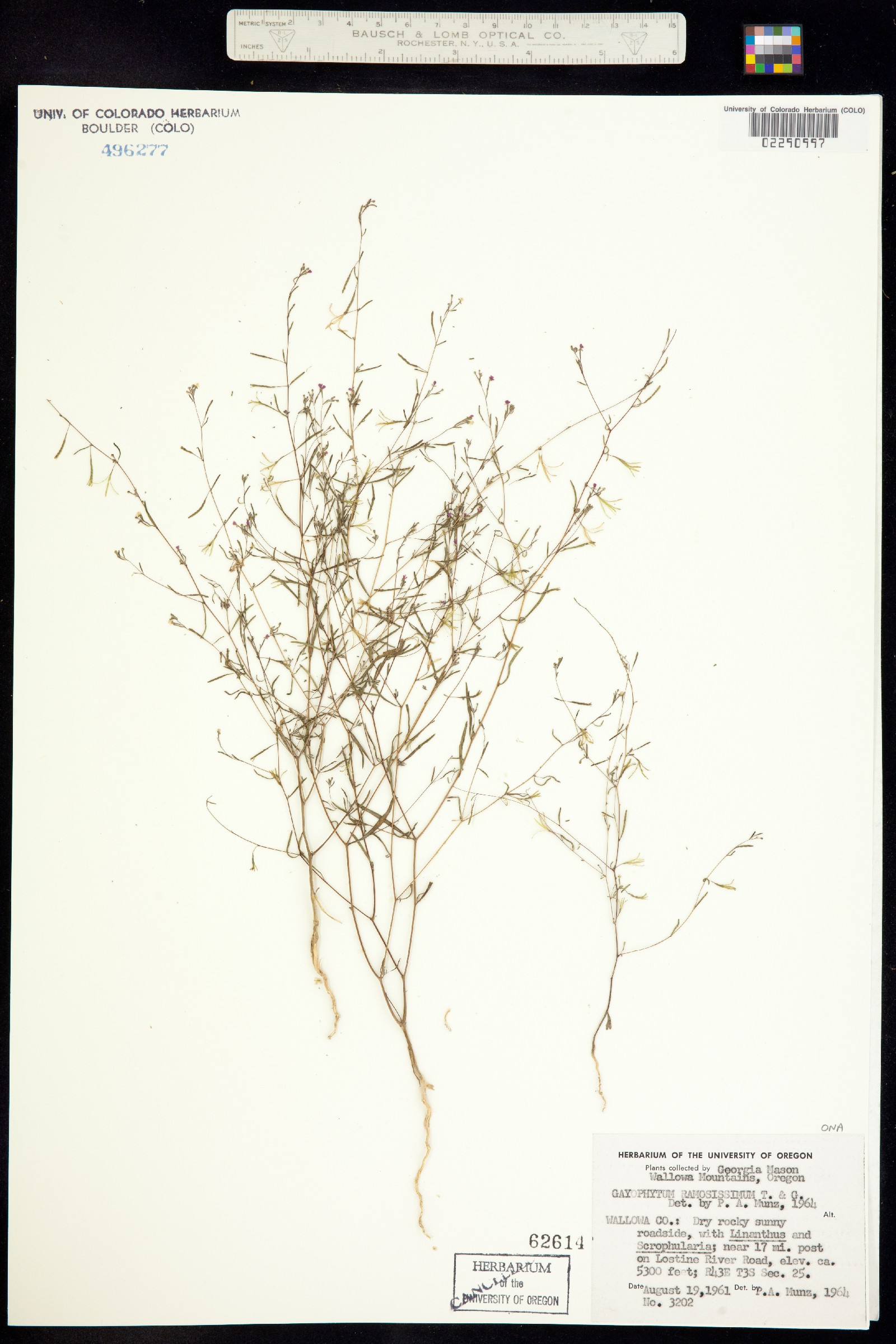 Gayophytum ramosissimum image