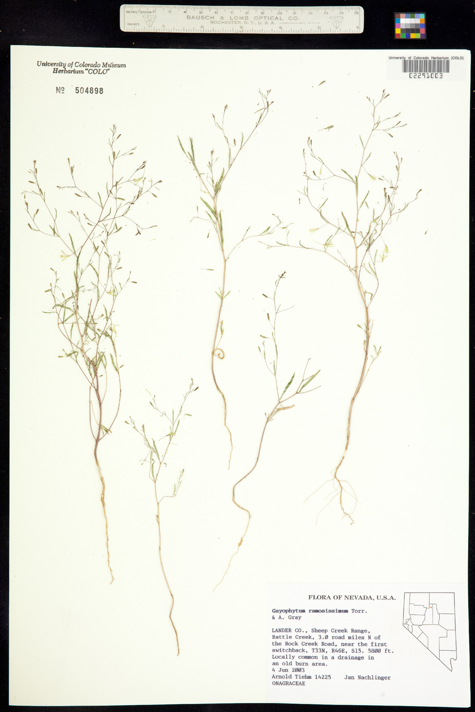 Gayophytum ramosissimum image
